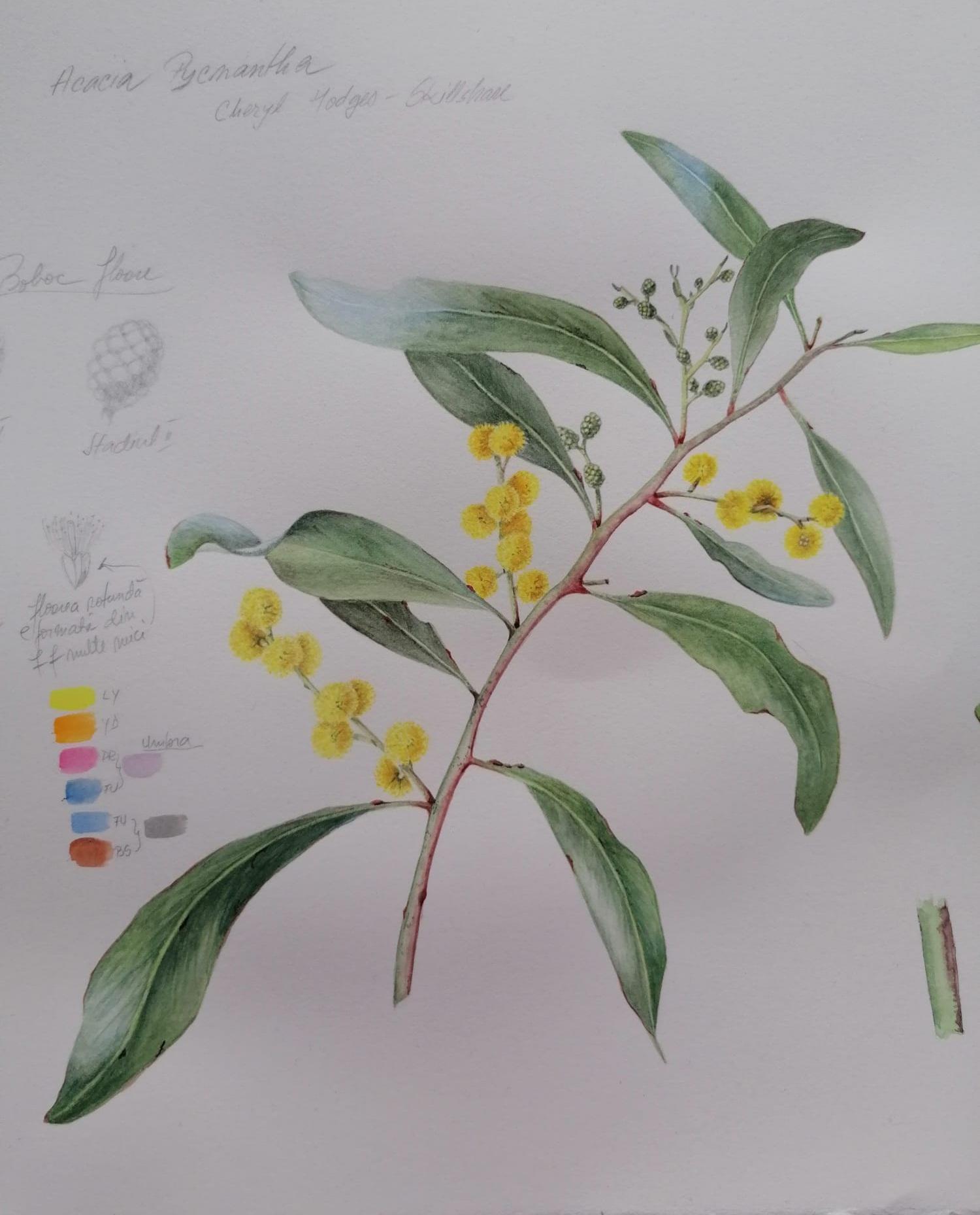Golden Wattle - image 1 - student project