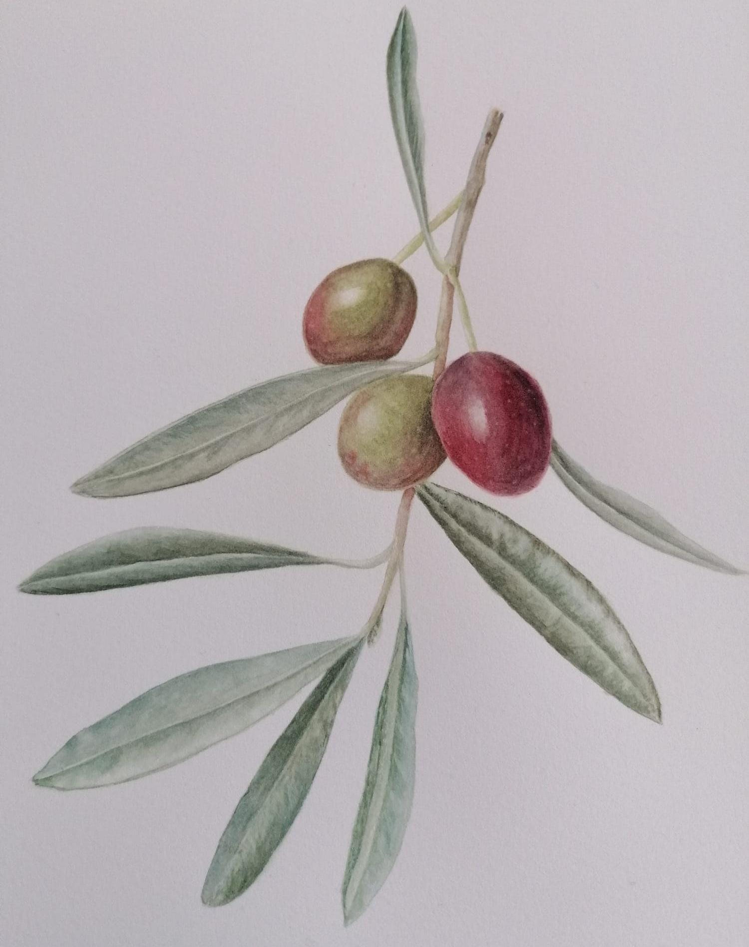 Olive Branch - image 1 - student project