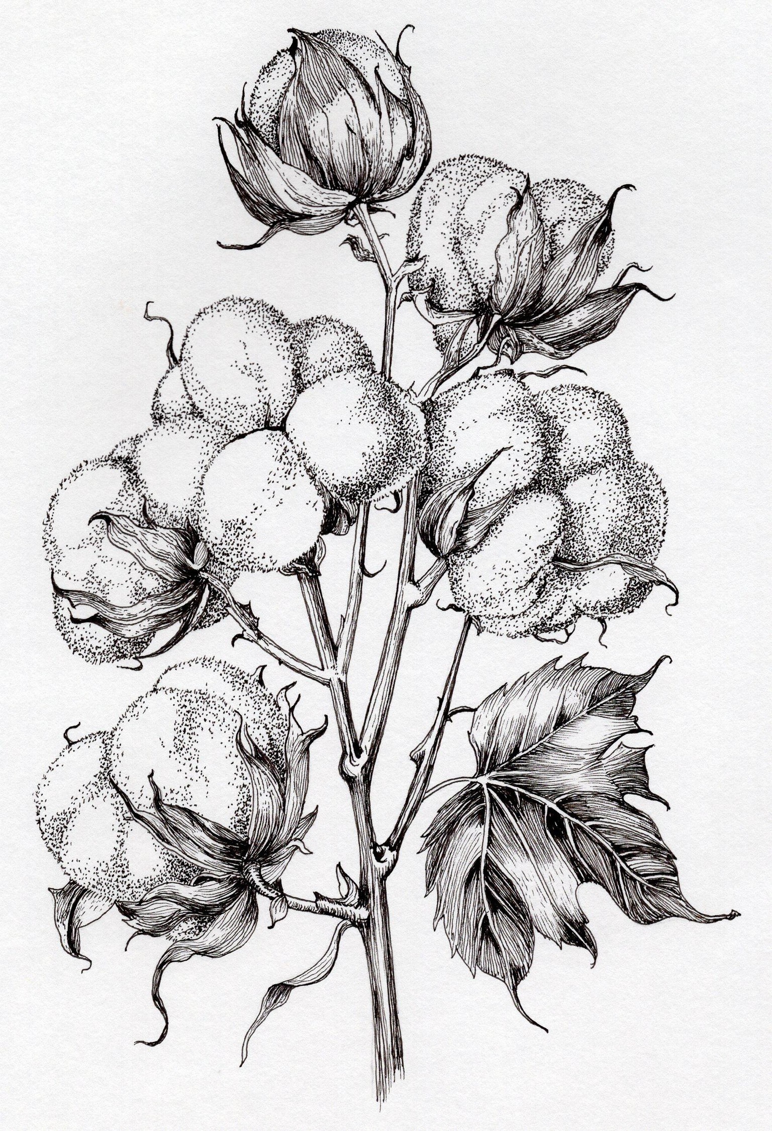 Botanical Sketches - Cotton - image 1 - student project