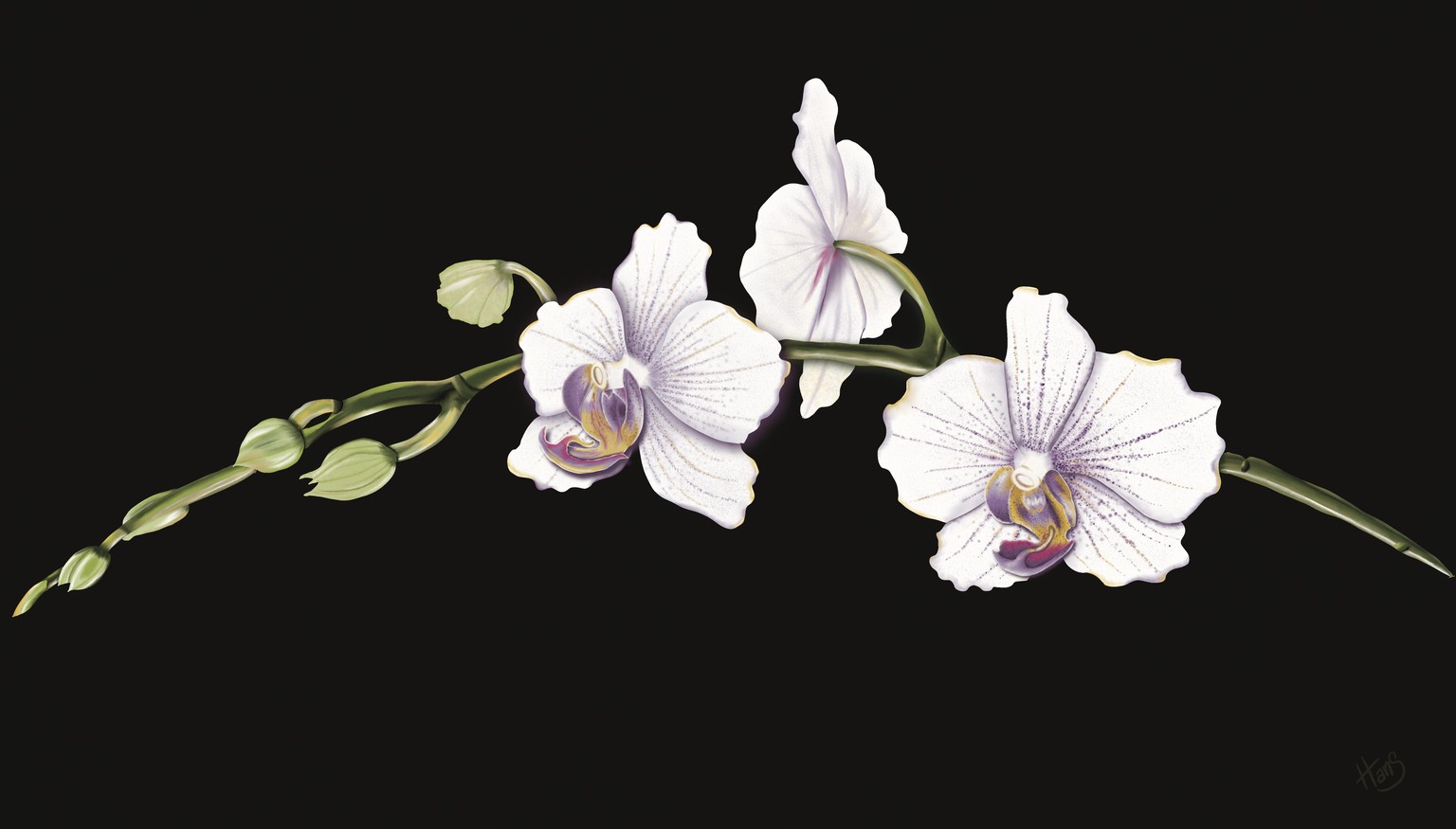 Orchids - image 1 - student project