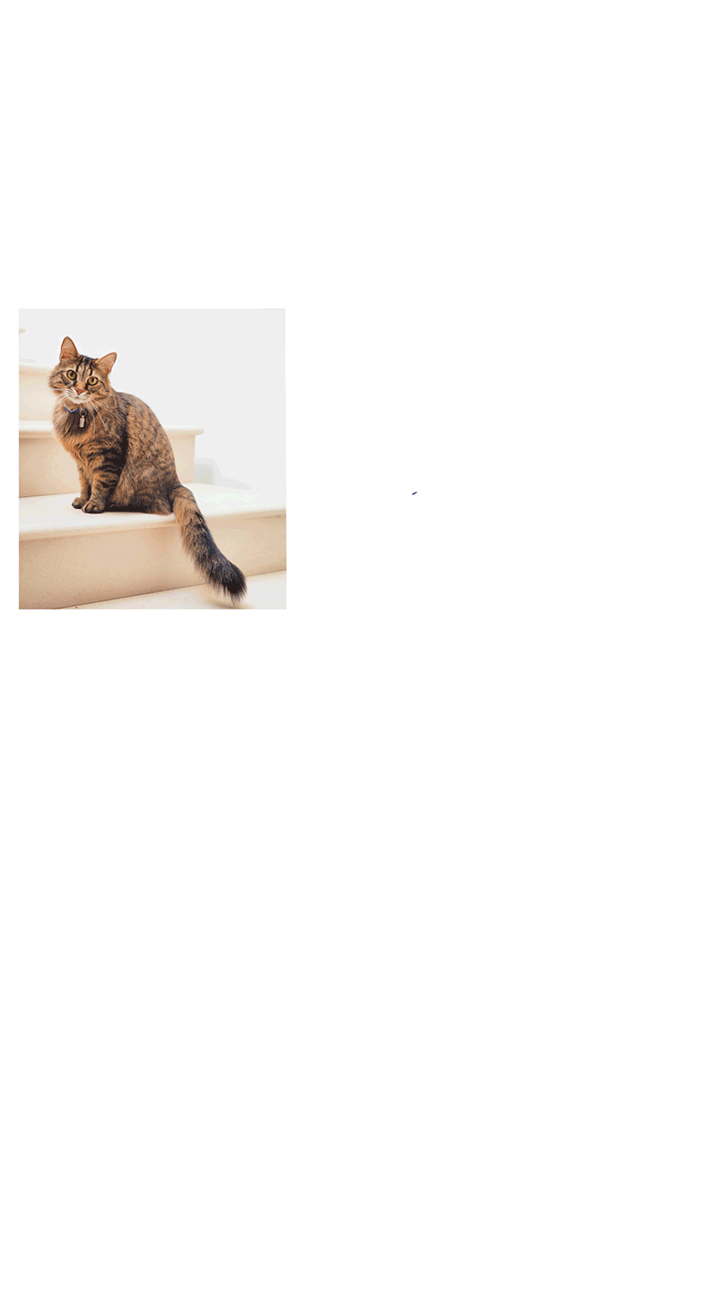 Drawing Cats with Steve Worthington - image 1 - student project