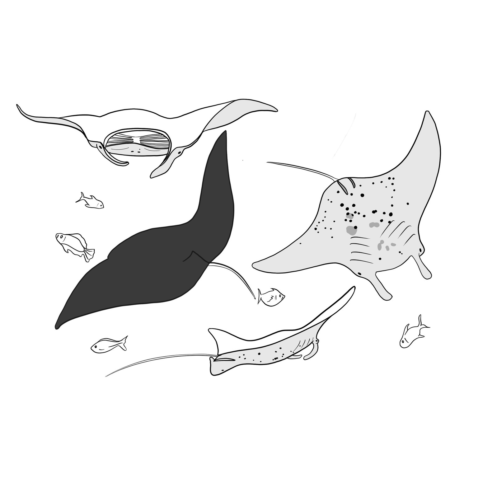 Mantas and Divers - image 7 - student project