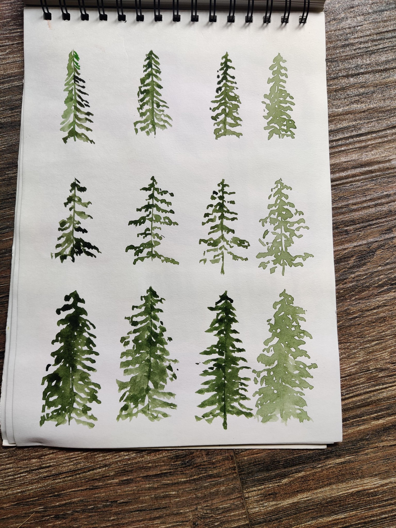 Pine trees. - image 1 - student project