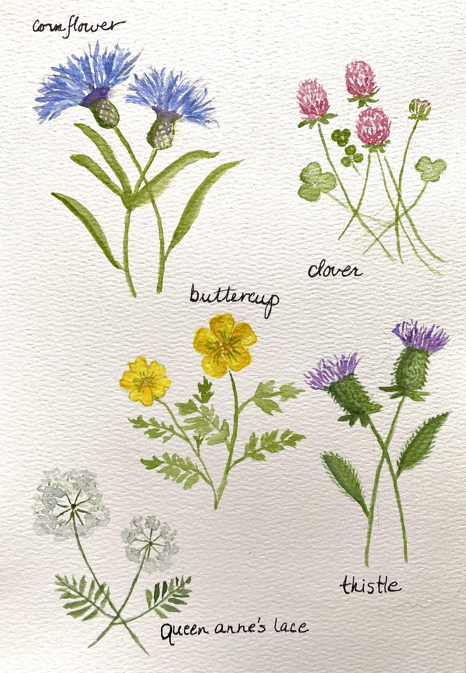 Watercolor wildflowers - image 1 - student project