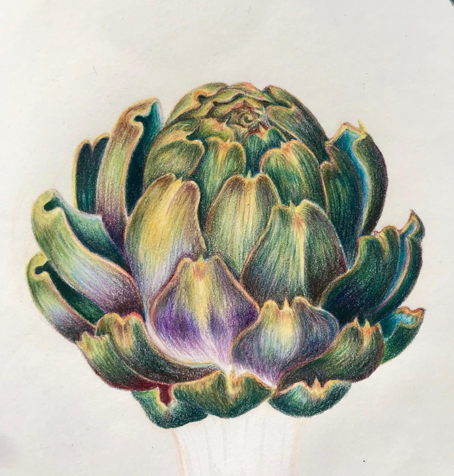 Watercolour artichoke - image 1 - student project