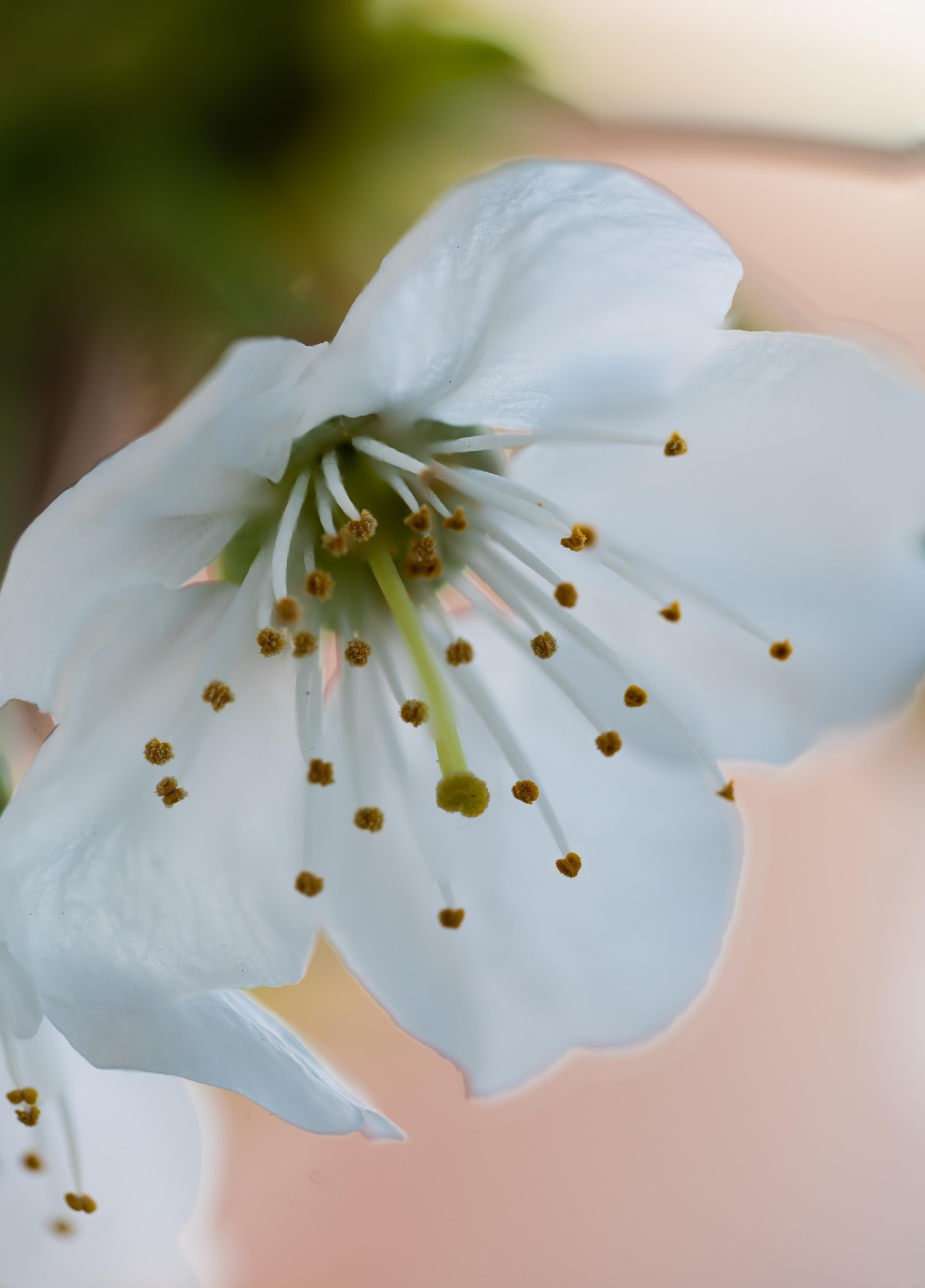 Macro focus stacking - image 1 - student project