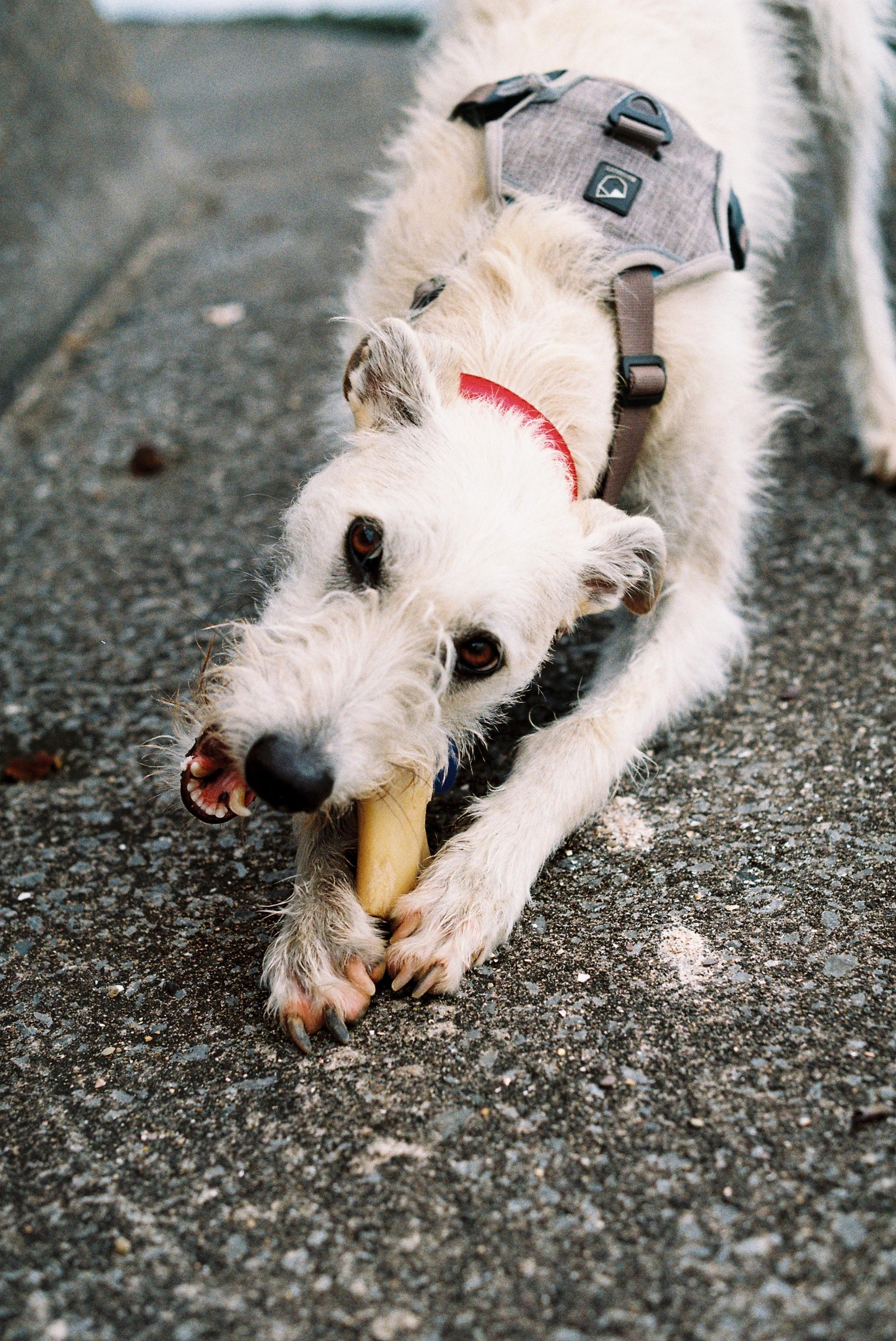 1st roll of film - Fuji Gold 200 - image 1 - student project