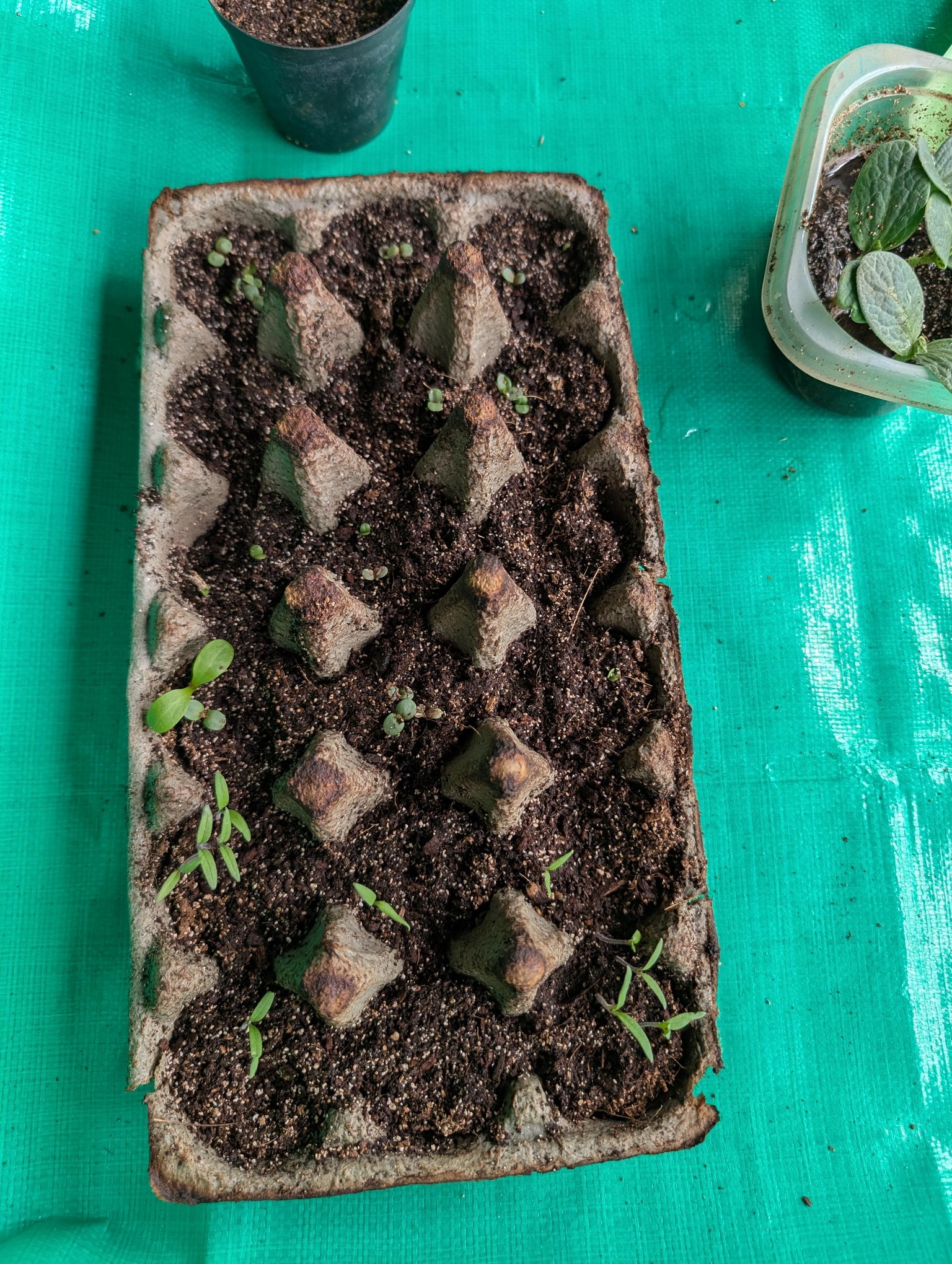 Malva and Orchid Cuttings - image 12 - student project