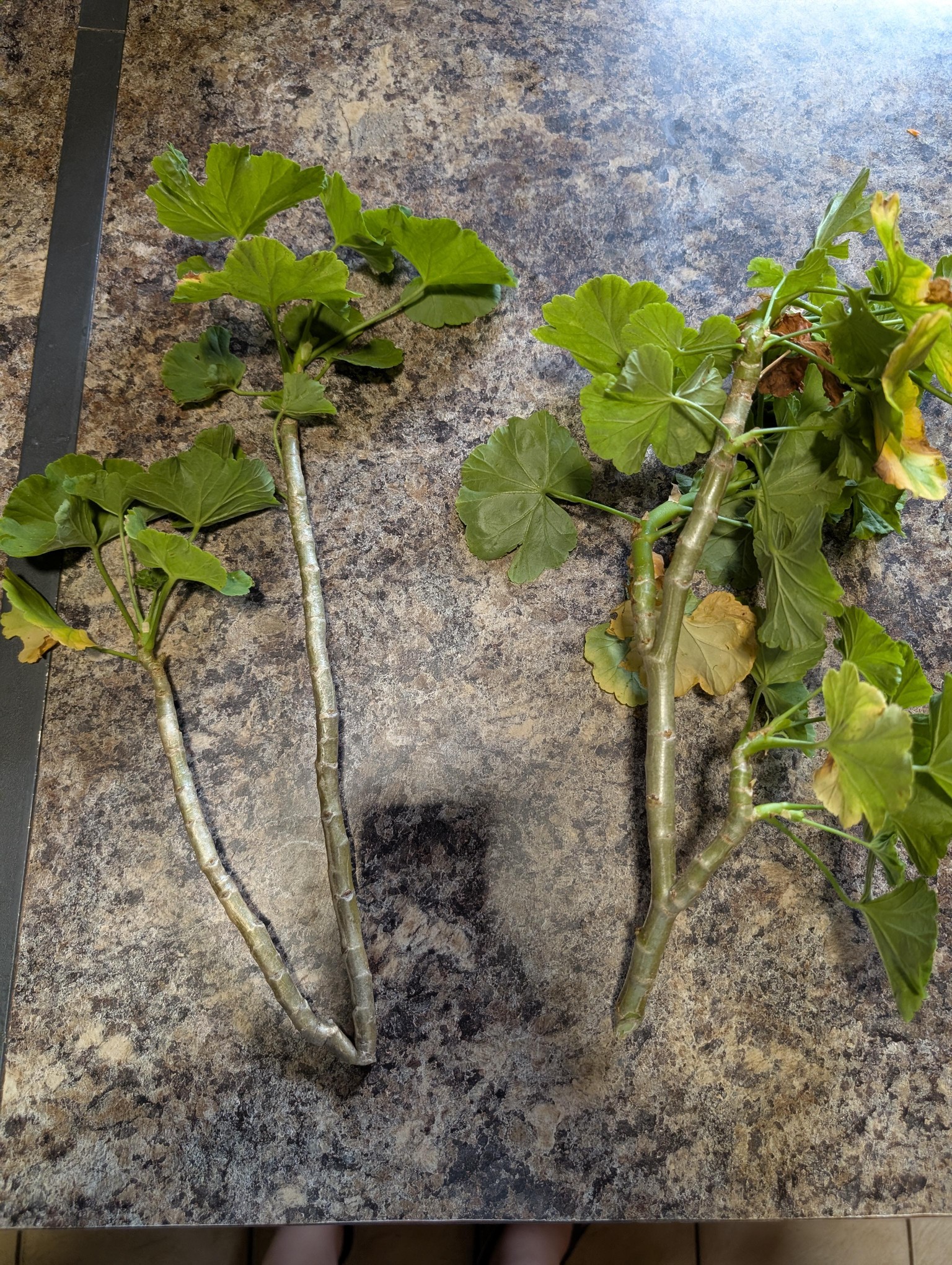 Malva and Orchid Cuttings - image 3 - student project