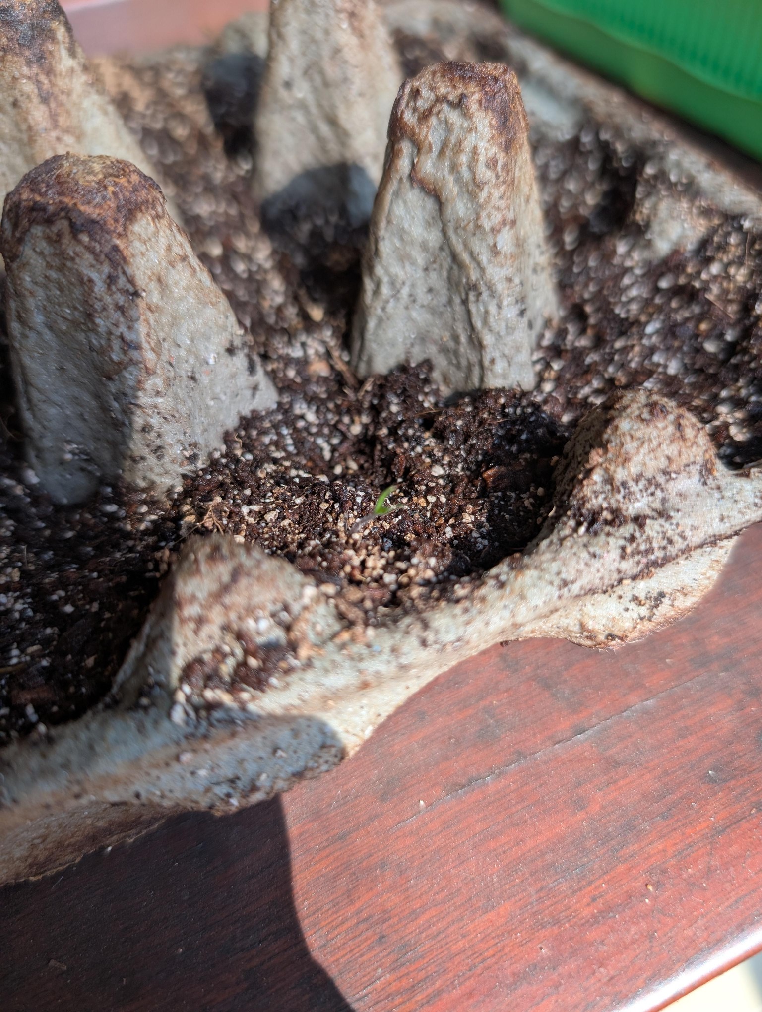 Malva and Orchid Cuttings - image 9 - student project