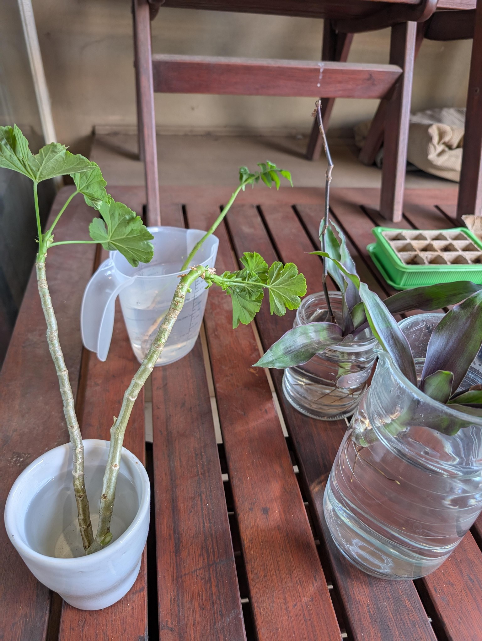 Malva and Orchid Cuttings - image 5 - student project