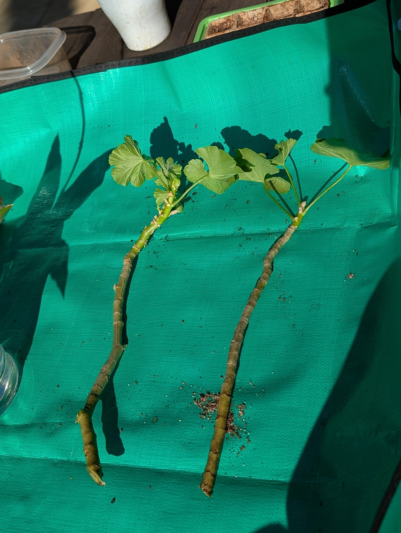 Malva and Orchid Cuttings - image 6 - student project