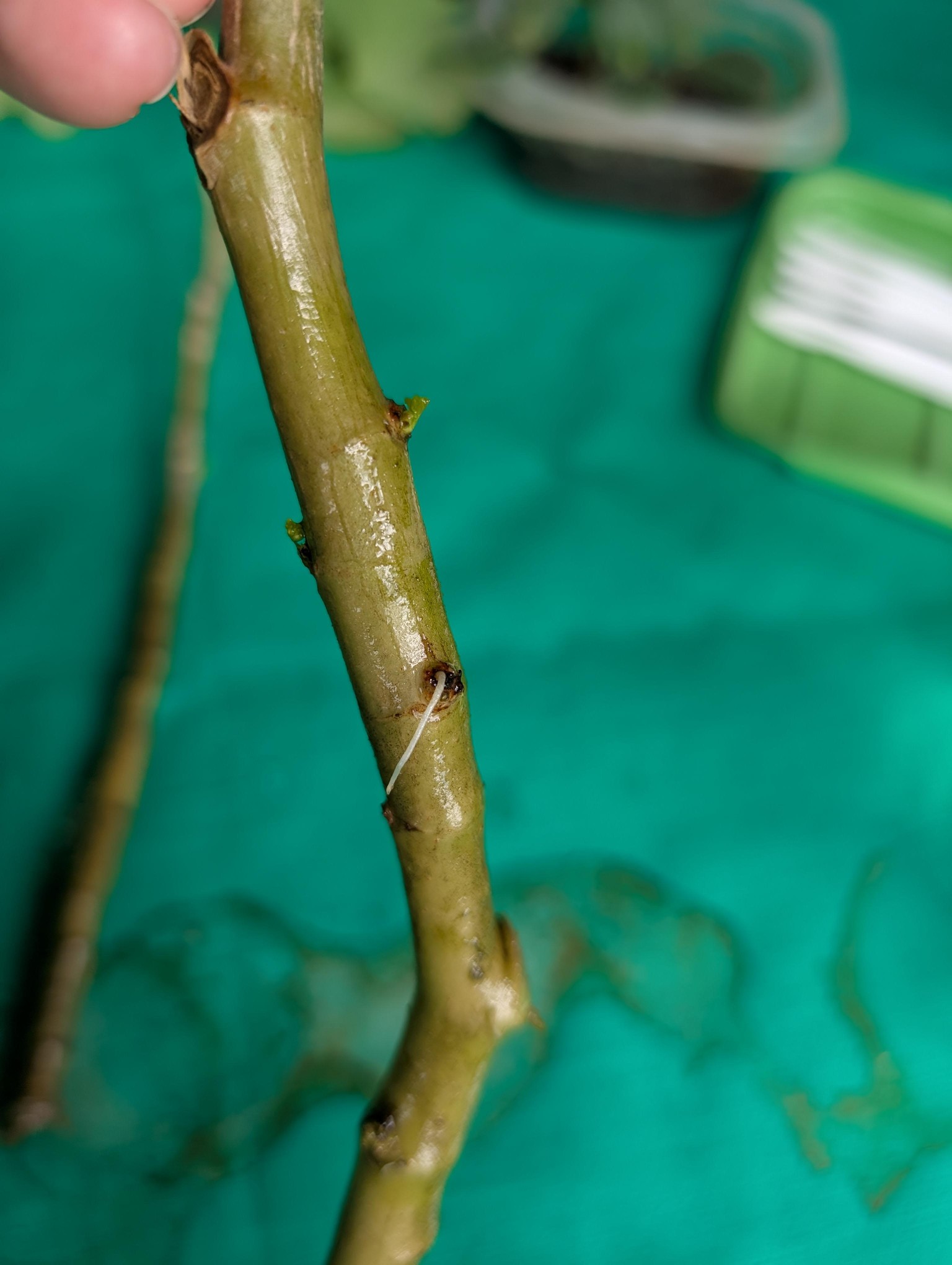 Malva and Orchid Cuttings - image 10 - student project