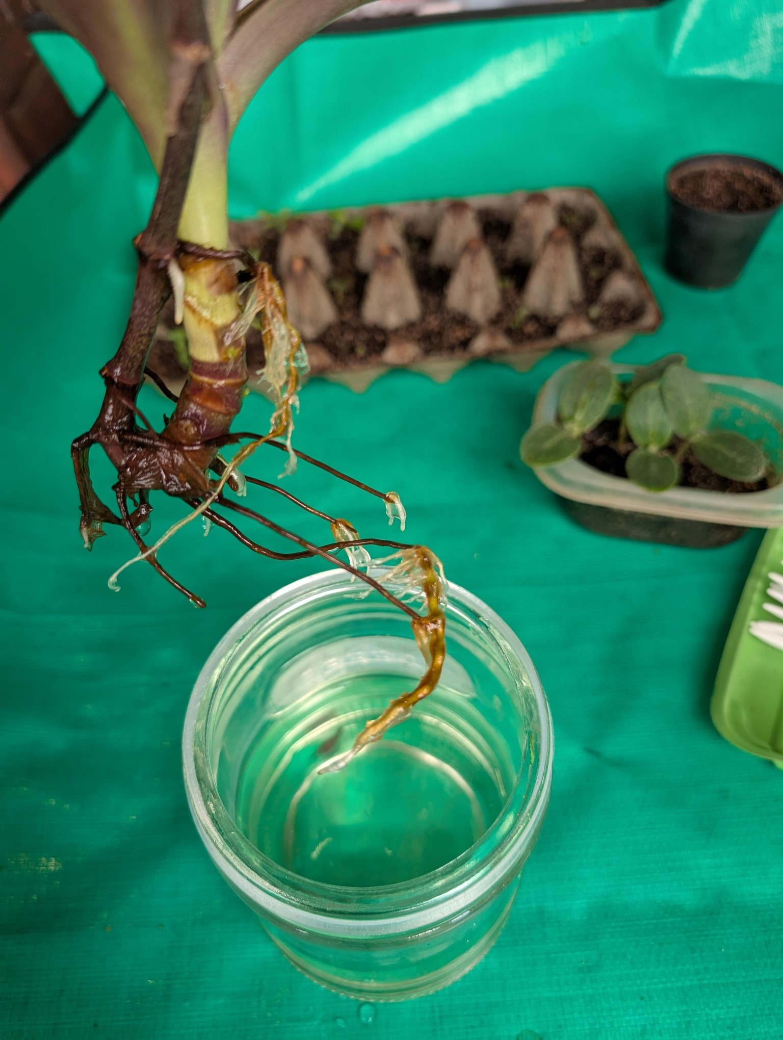 Malva and Orchid Cuttings - image 11 - student project