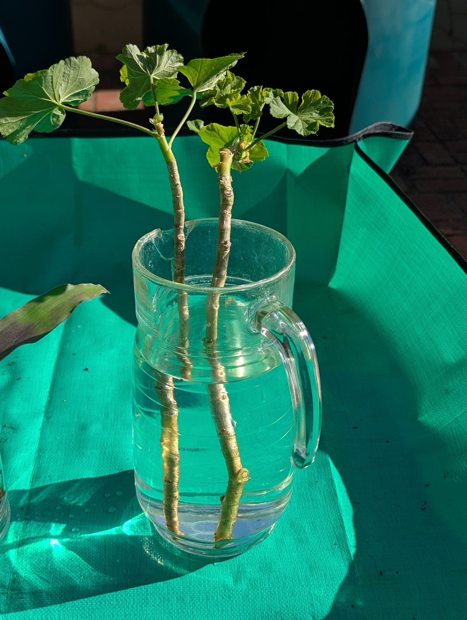 Malva and Orchid Cuttings - image 7 - student project