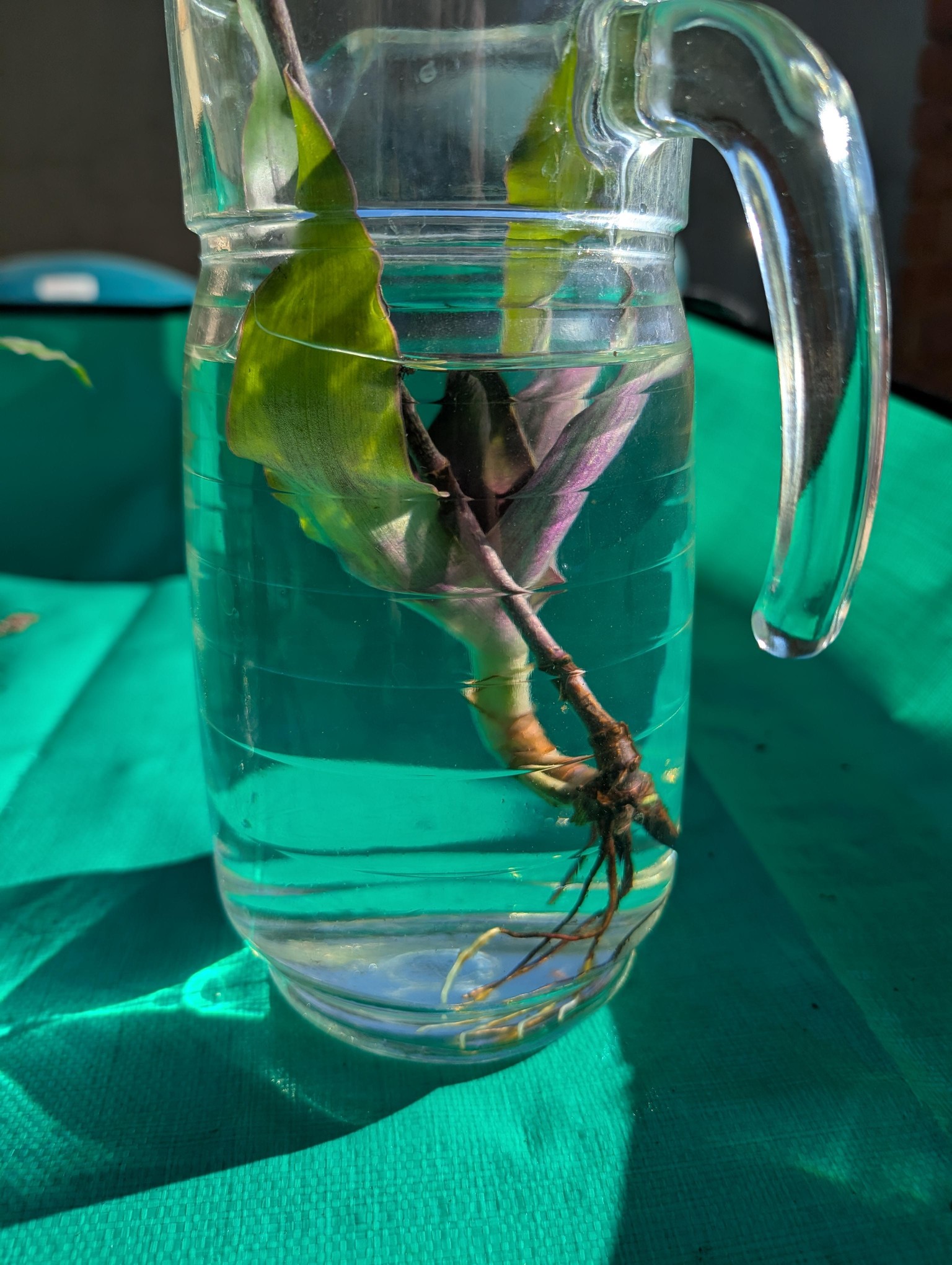 Malva and Orchid Cuttings - image 8 - student project