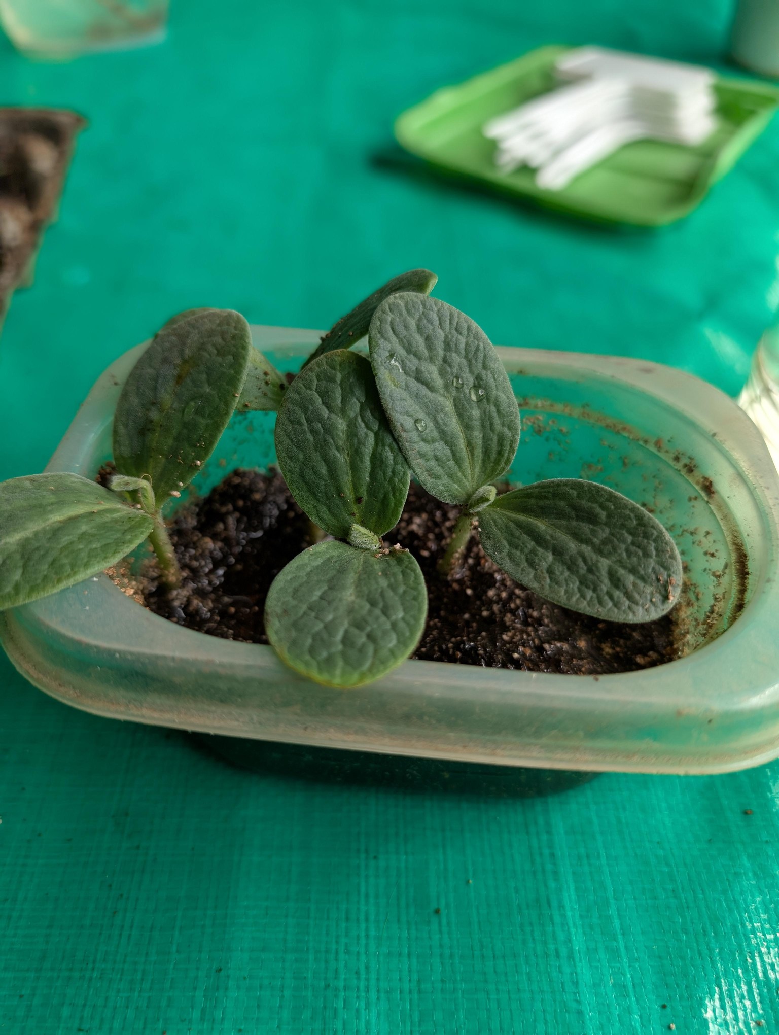 Malva and Orchid Cuttings - image 13 - student project