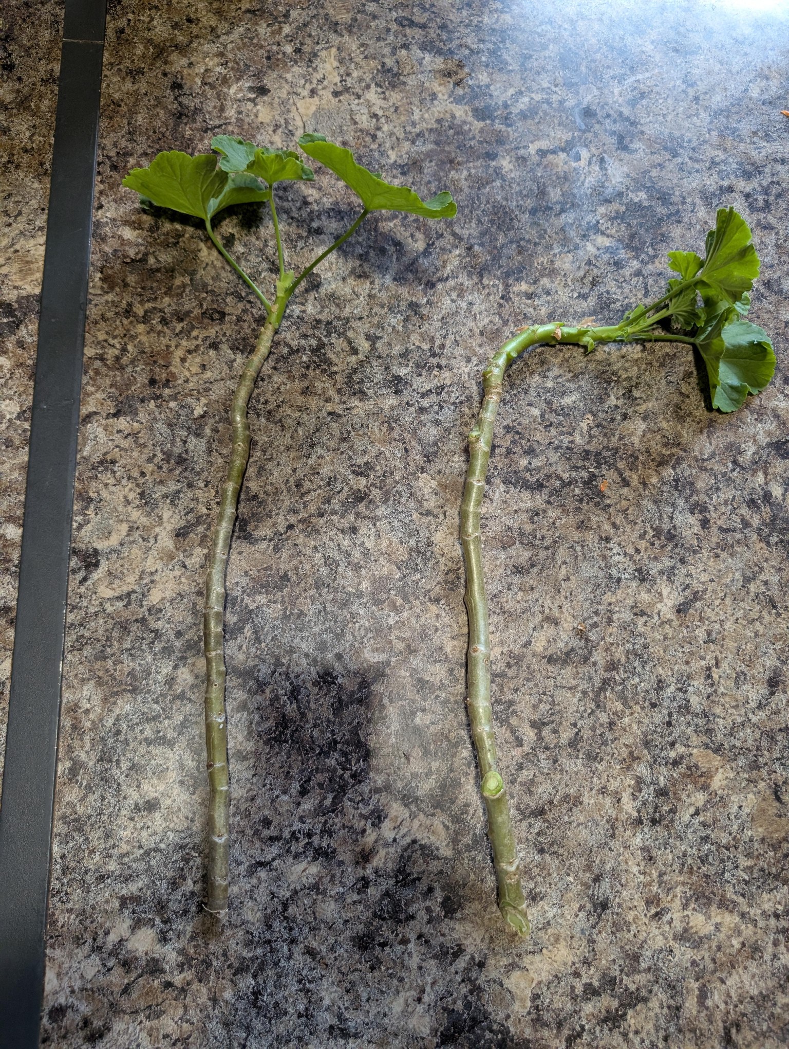 Malva and Orchid Cuttings - image 4 - student project