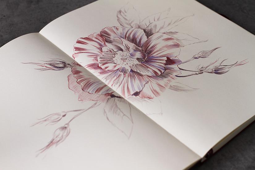 Inky Botanicals in Watercolor and Procreate - image 5 - student project