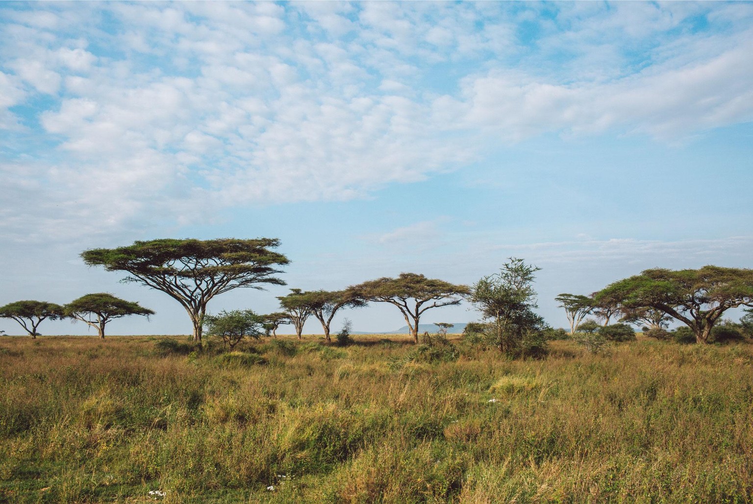 Final Project: African Savanna-Photo Texture Collage - image 2 - student project