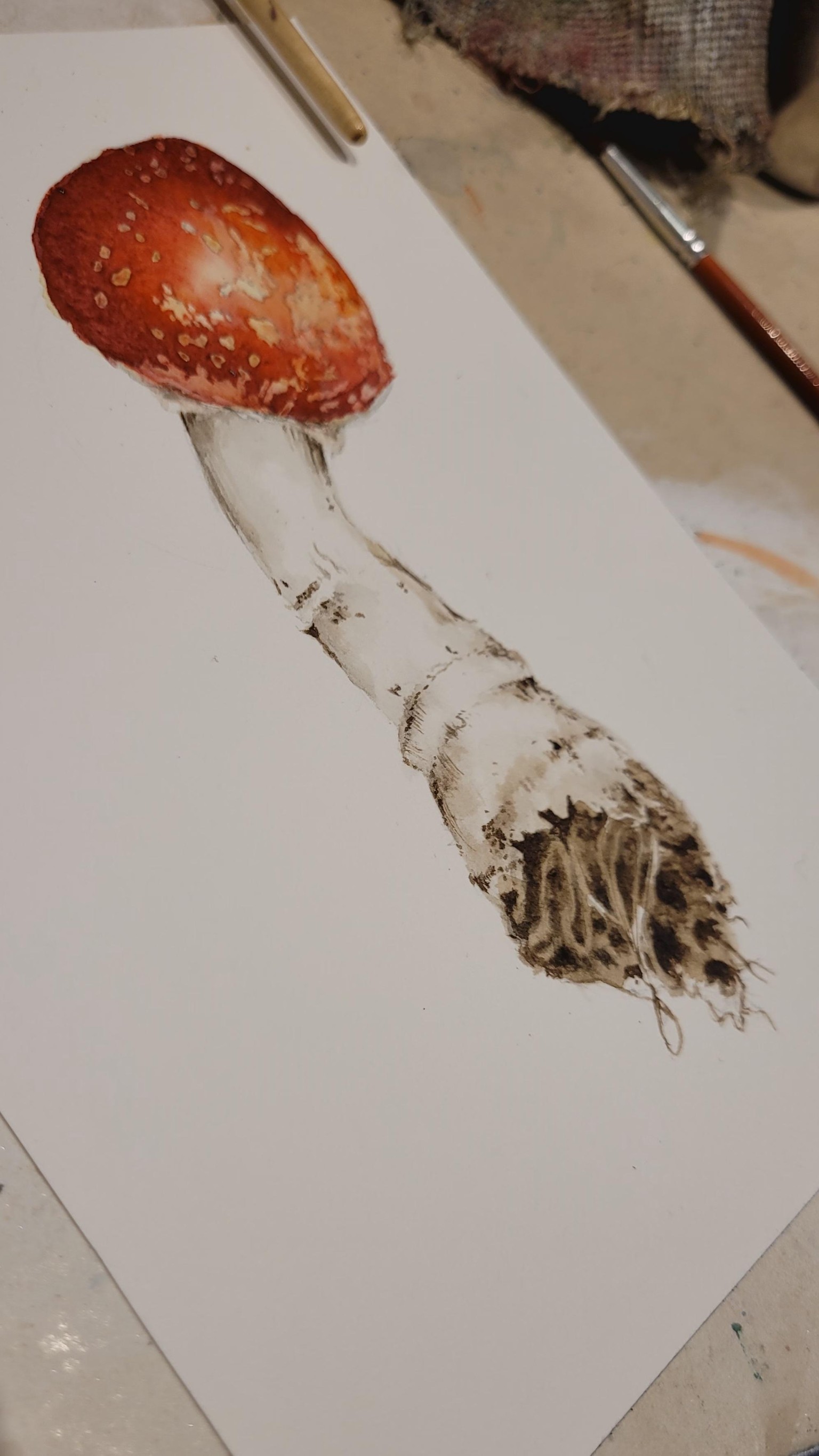 Amanita muscaria - image 6 - student project