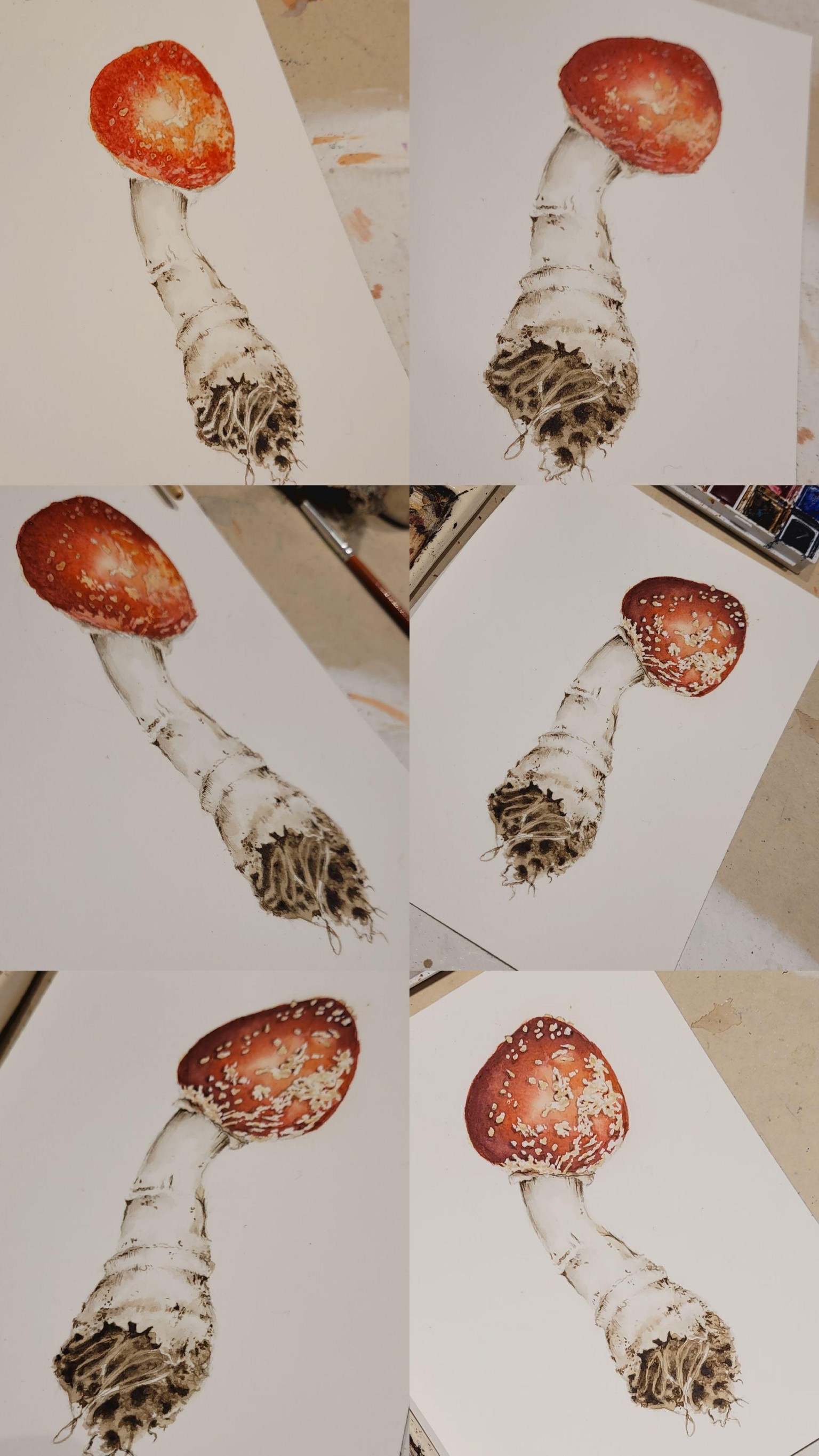 Amanita muscaria - image 1 - student project