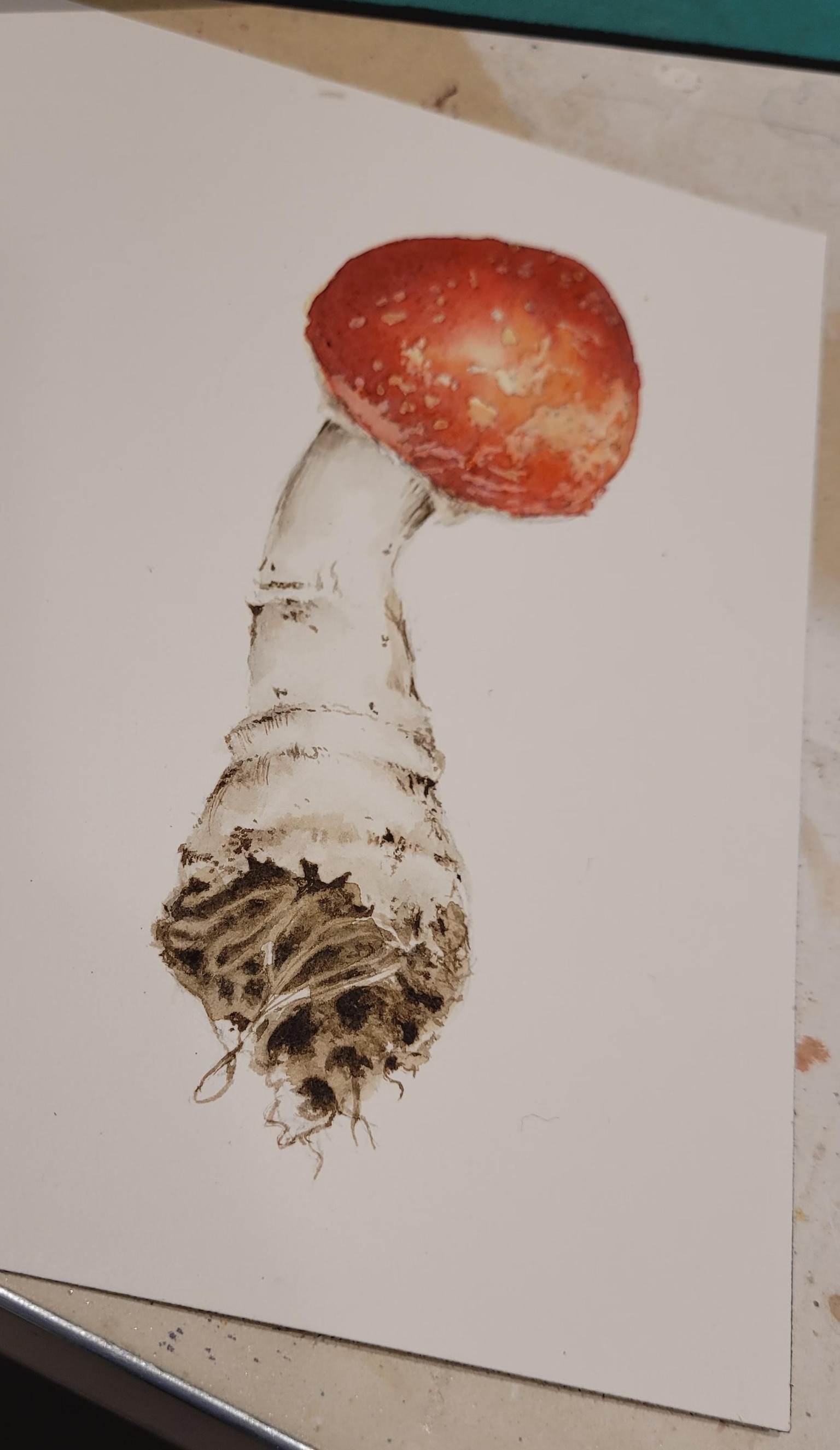 Amanita muscaria - image 5 - student project