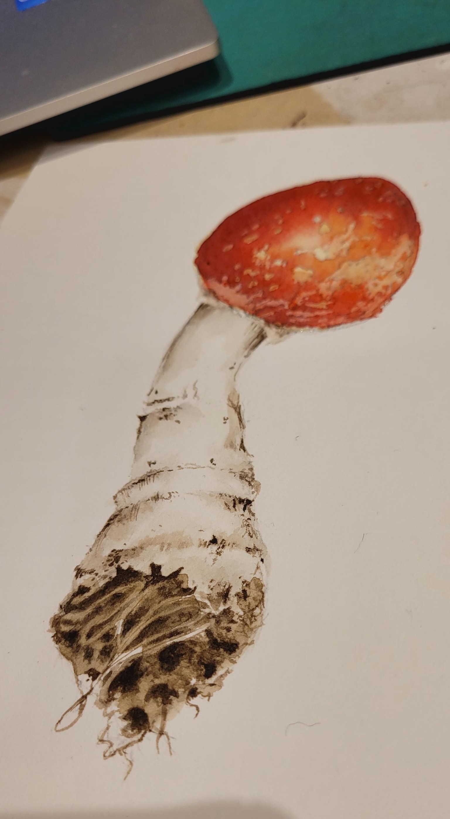 Amanita muscaria - image 3 - student project