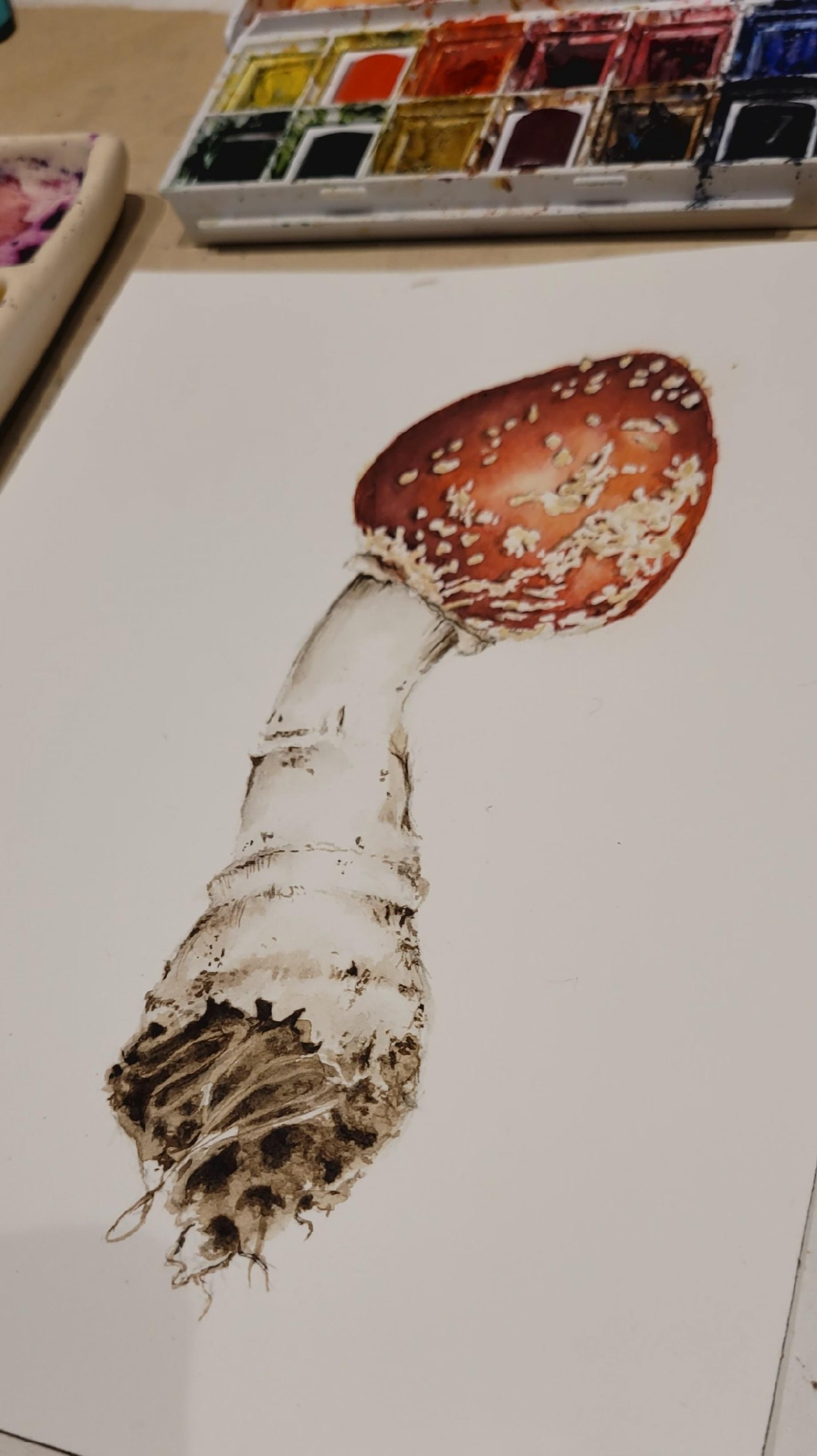 Amanita muscaria - image 2 - student project