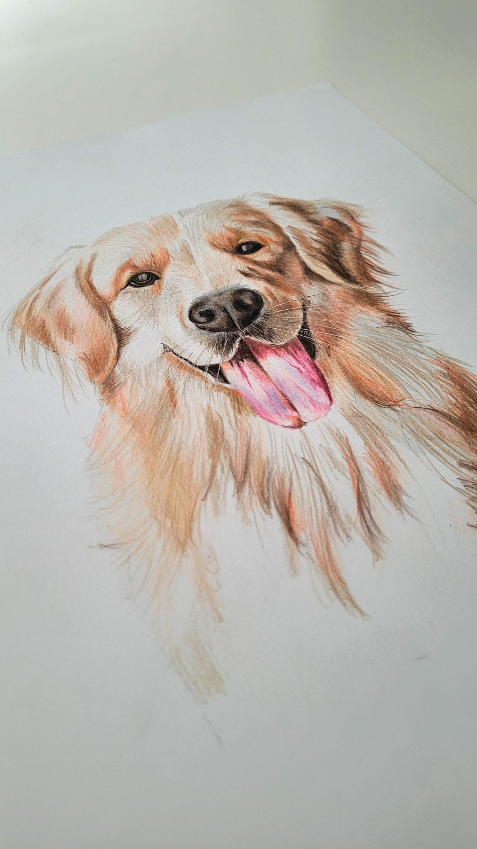 Labrador - image 1 - student project