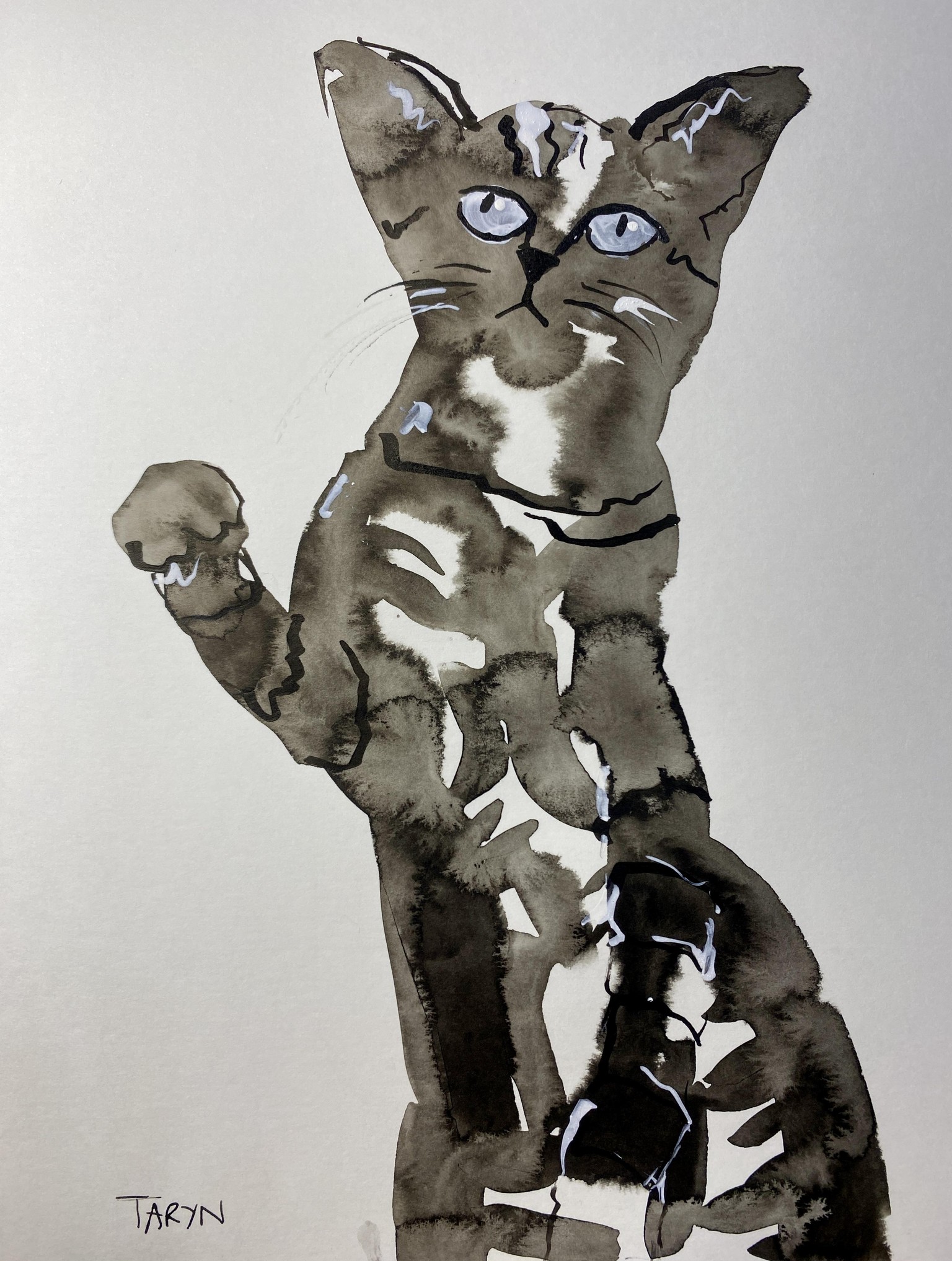 Grumpy cats - image 3 - student project