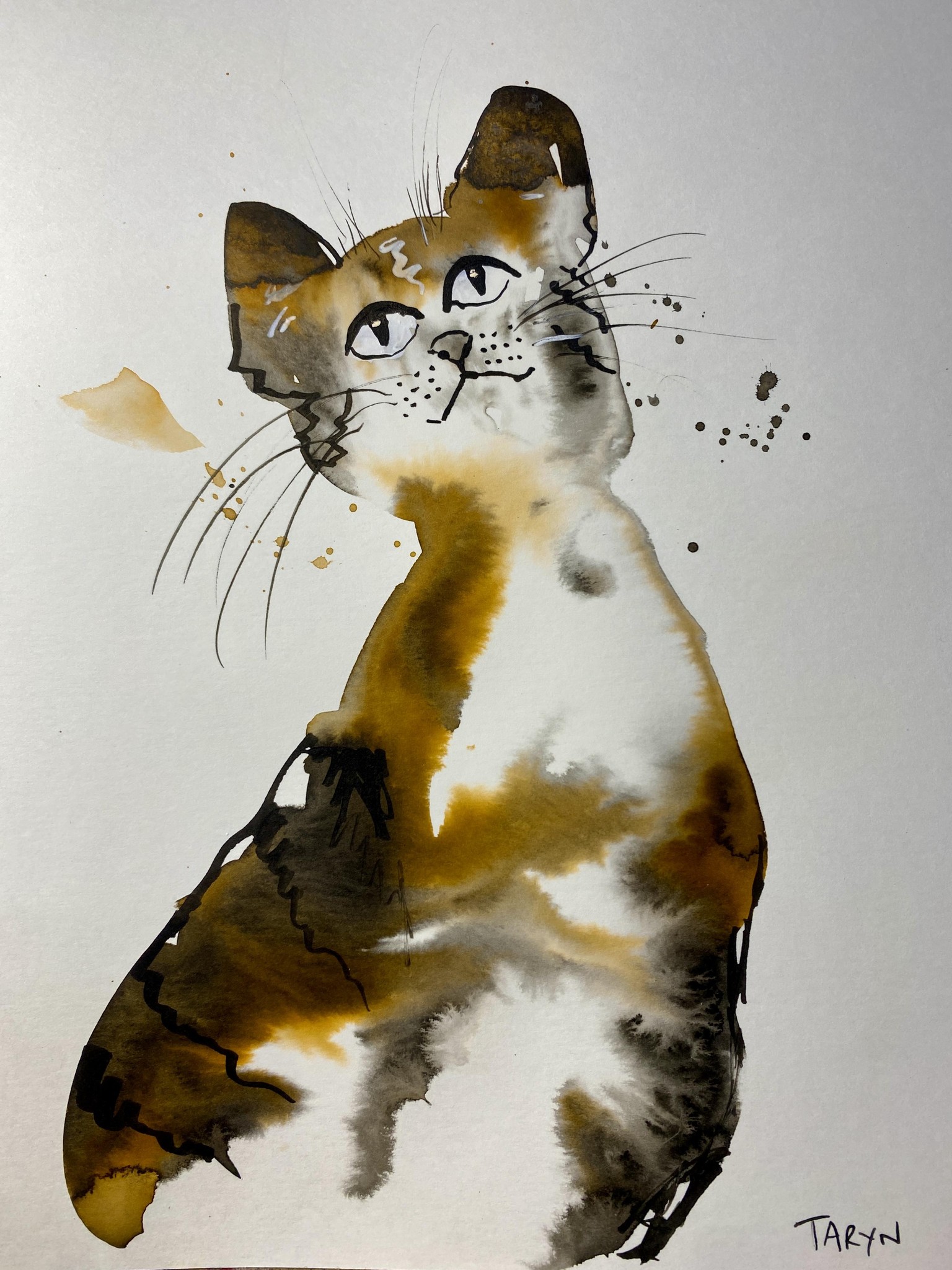 Grumpy cats - image 2 - student project