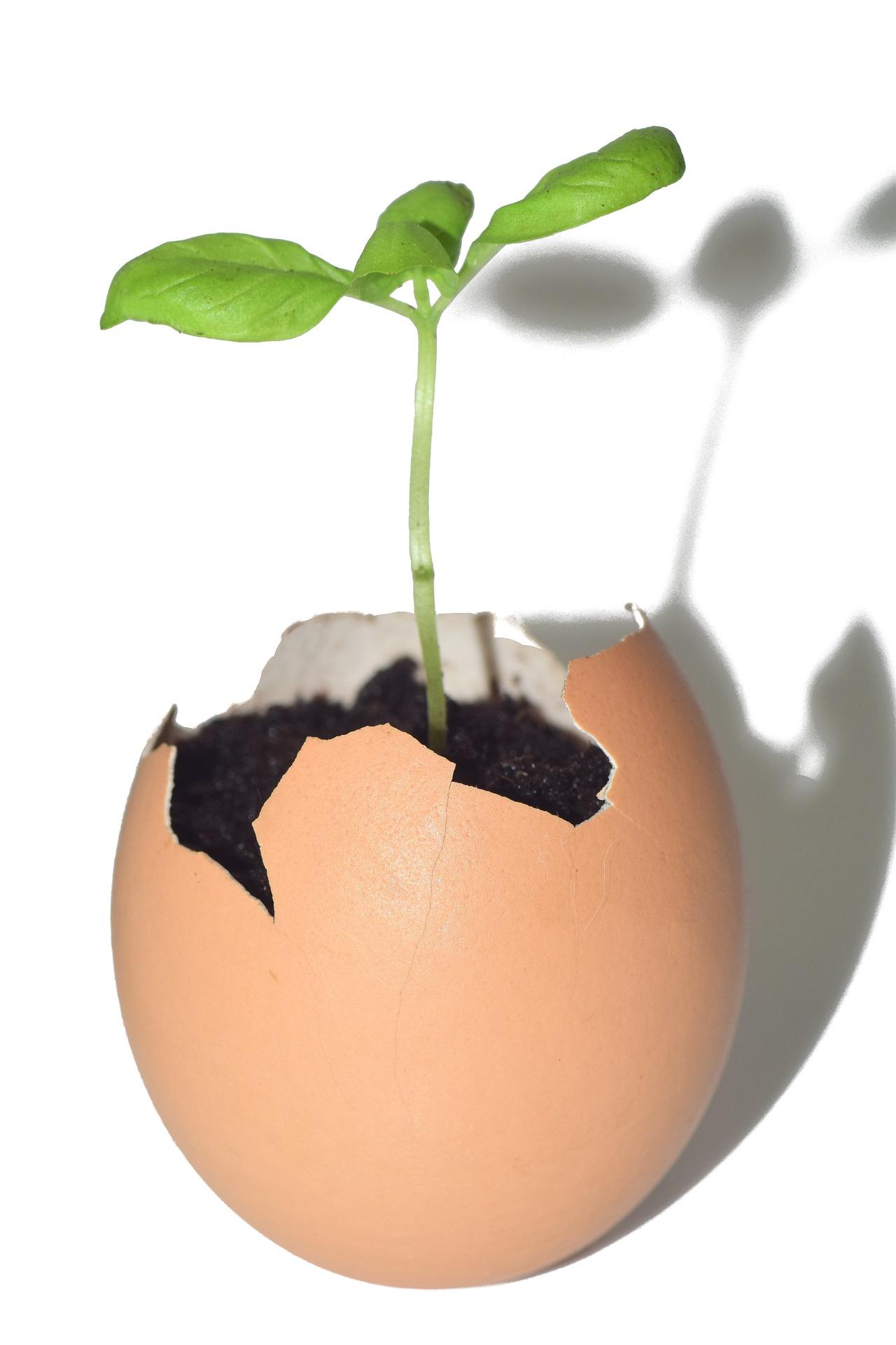 EggPlant - image 1 - student project