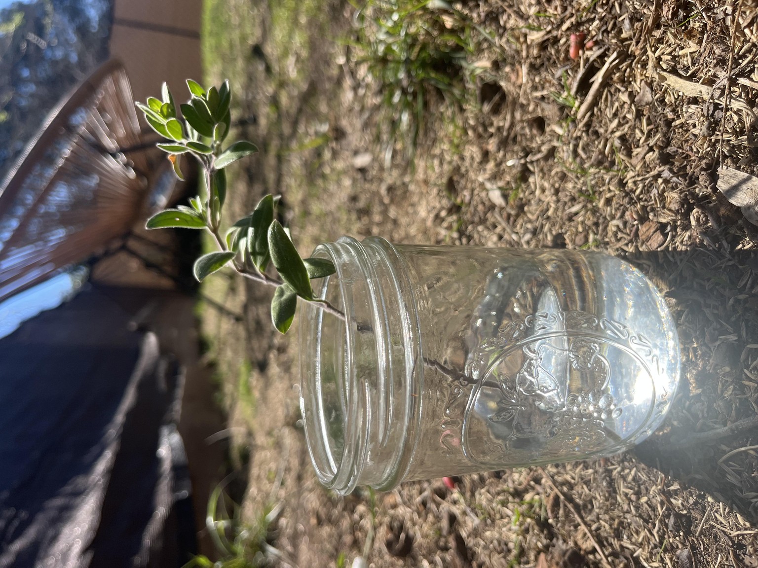 Snap dragon - image 1 - student project