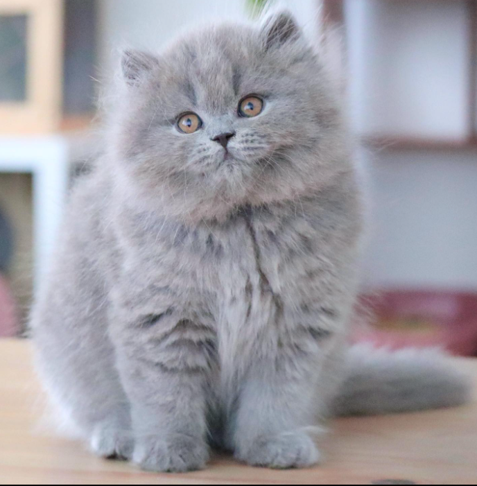 Cute cats practice - image 5 - student project