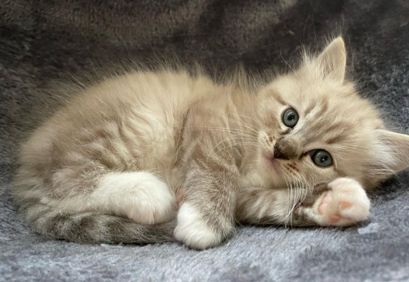 Cute cats practice - image 11 - student project