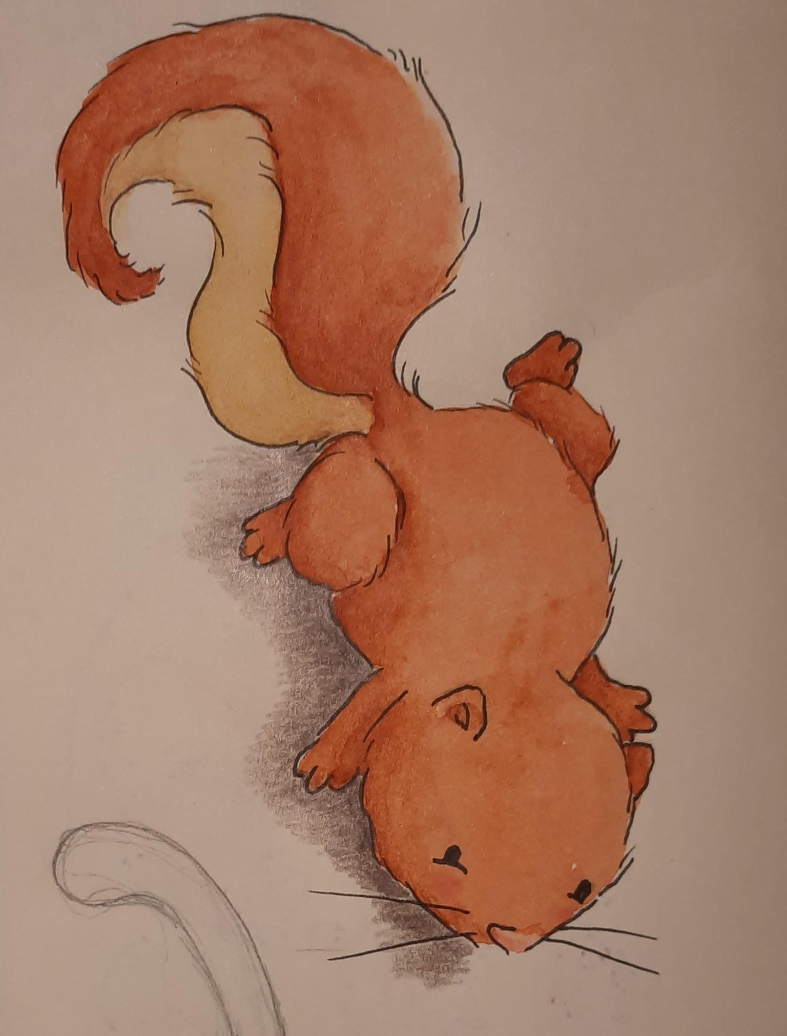 Cute squirrels - image 12 - student project