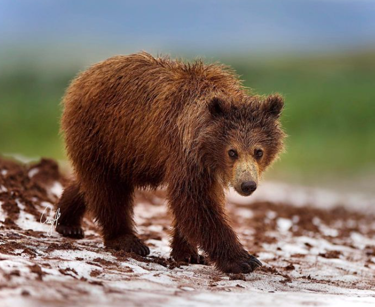 Cute bear explores the world - image 8 - student project