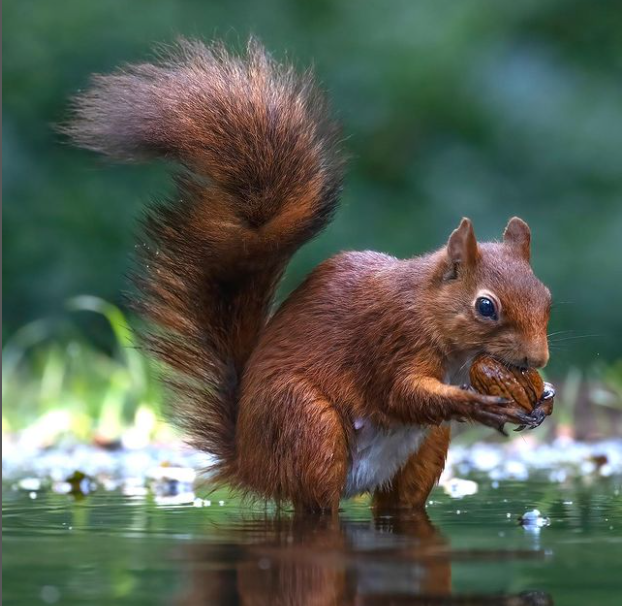 Cute squirrels - image 7 - student project