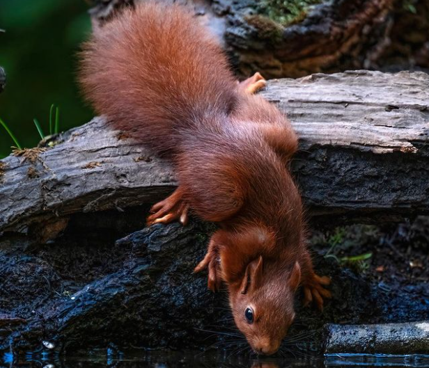 Cute squirrels - image 10 - student project