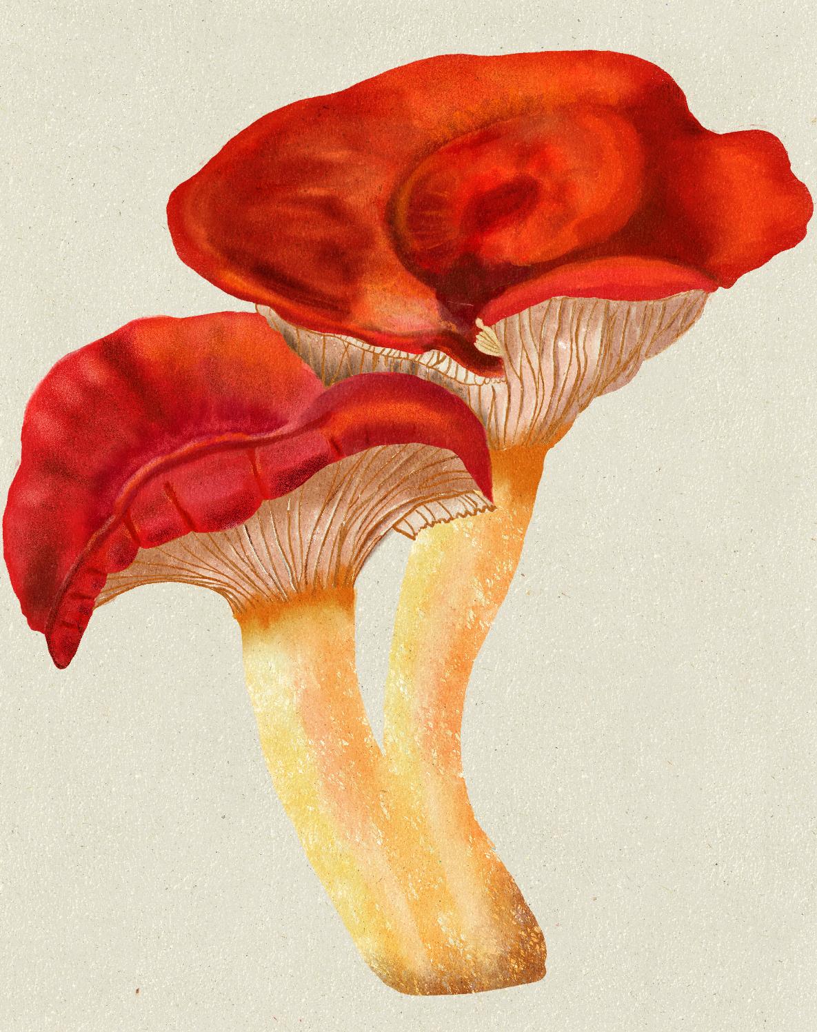Mushroom styles - image 4 - student project