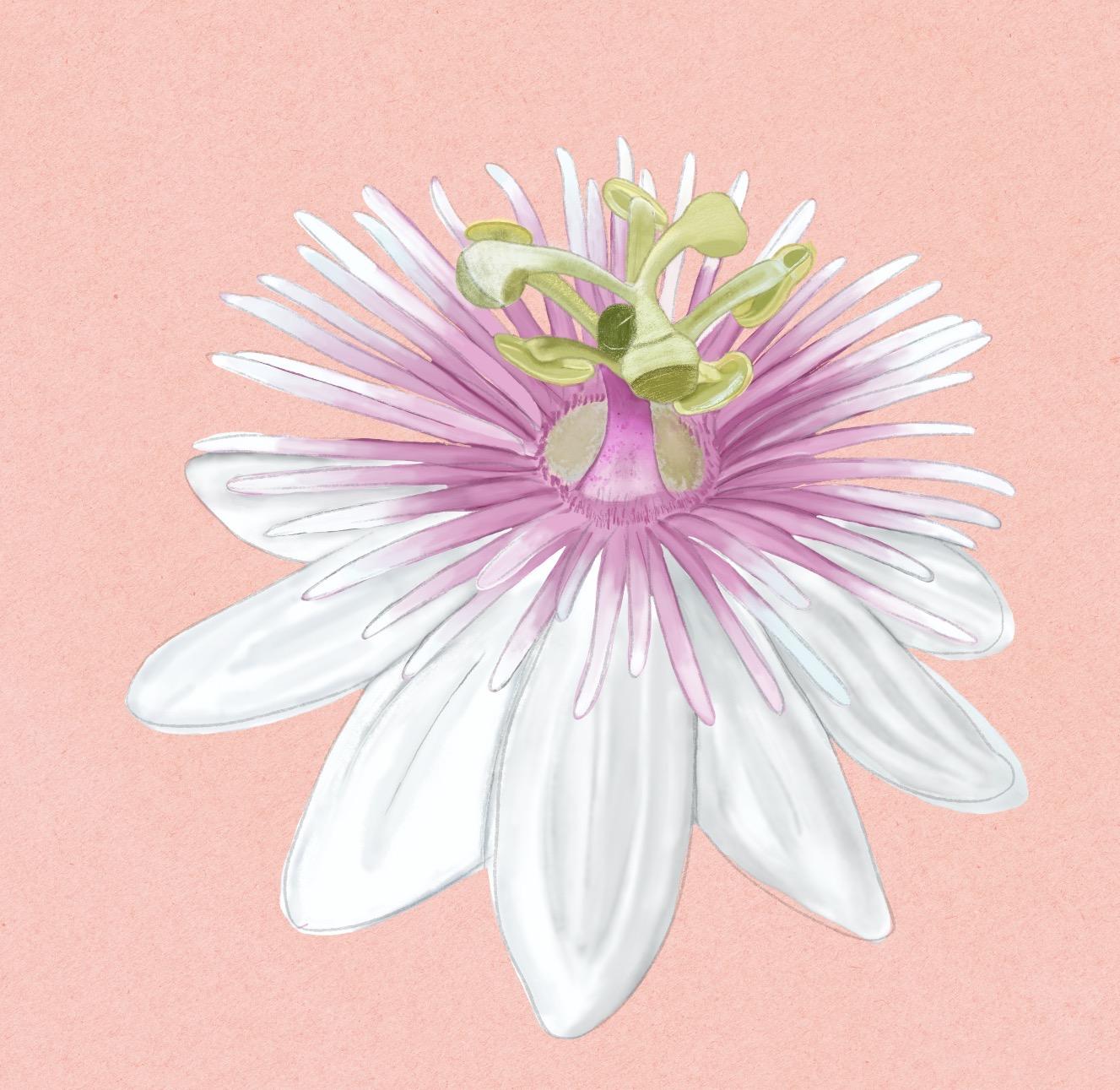 Passion Flower - image 1 - student project
