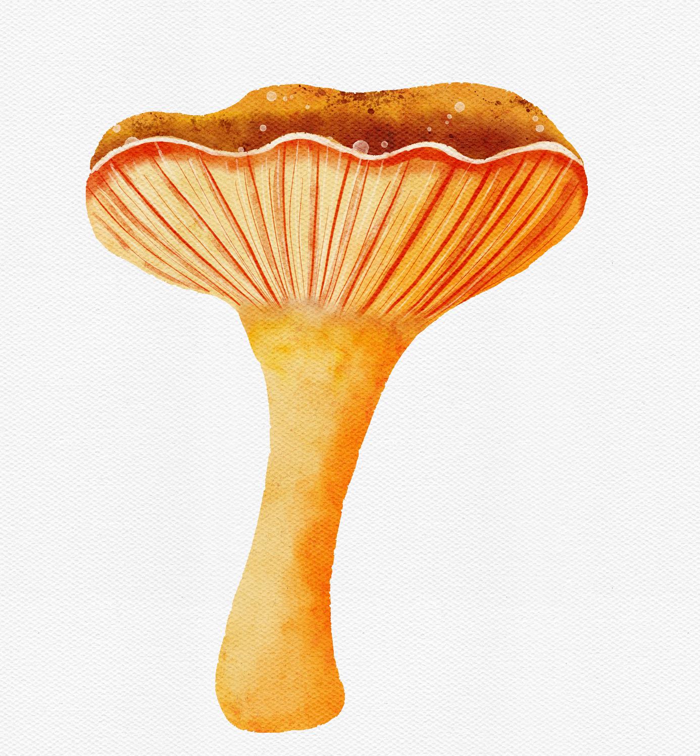 Mushroom styles - image 5 - student project