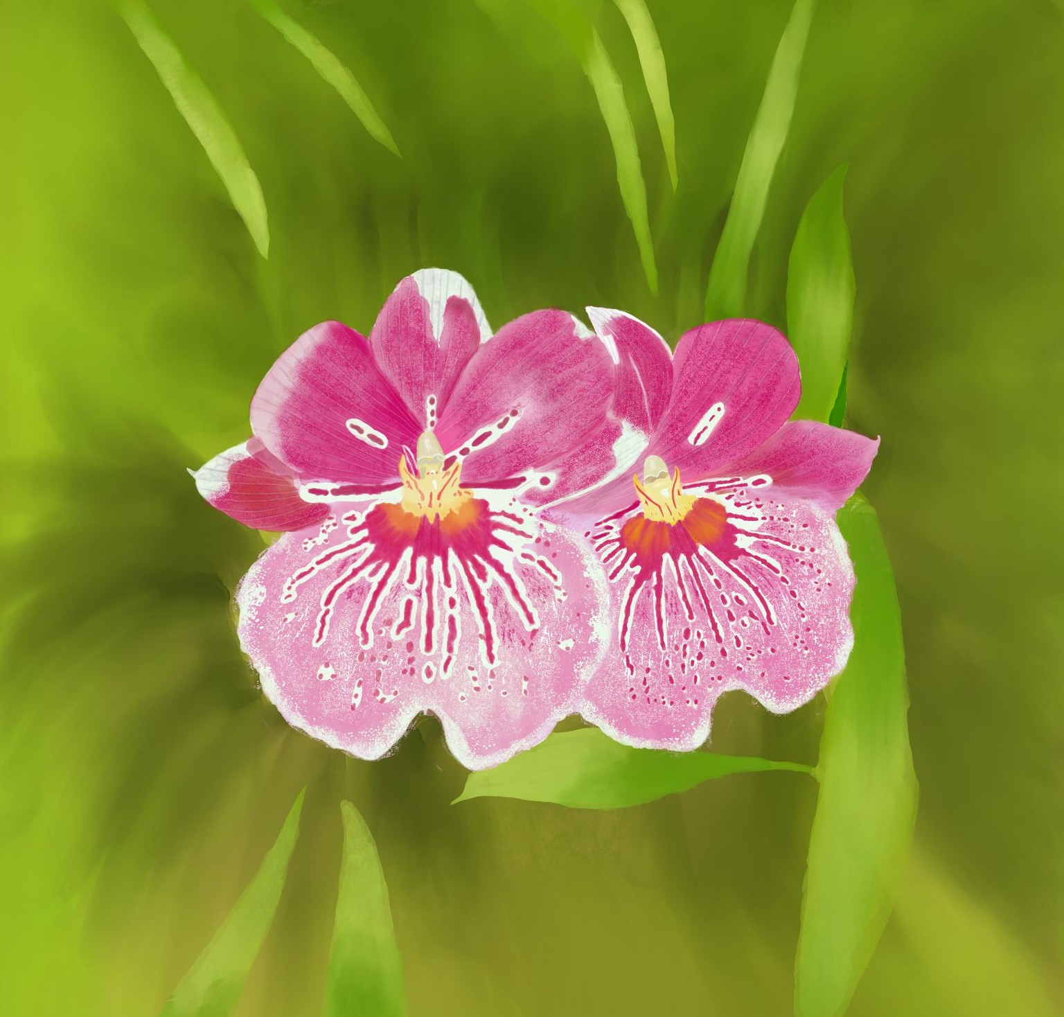 Miltonia - image 1 - student project
