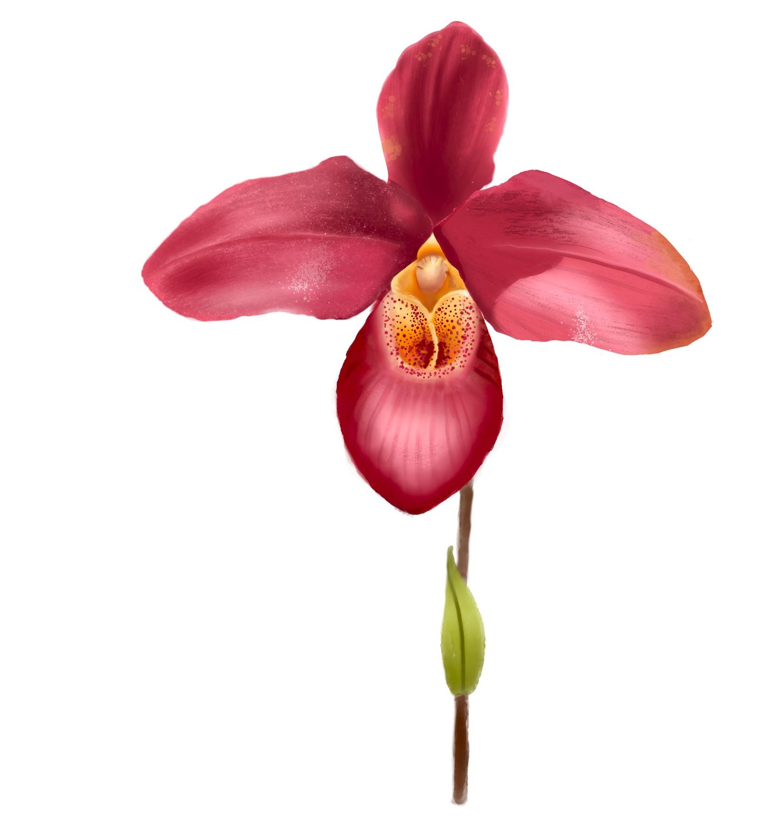 Miltonia - image 2 - student project