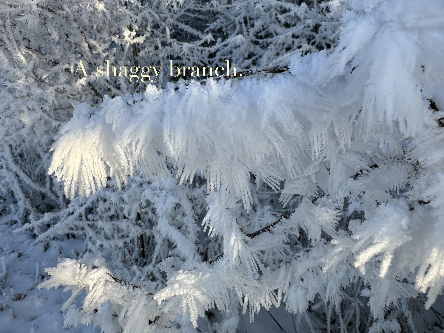 Fluffy Frost - image 2 - student project