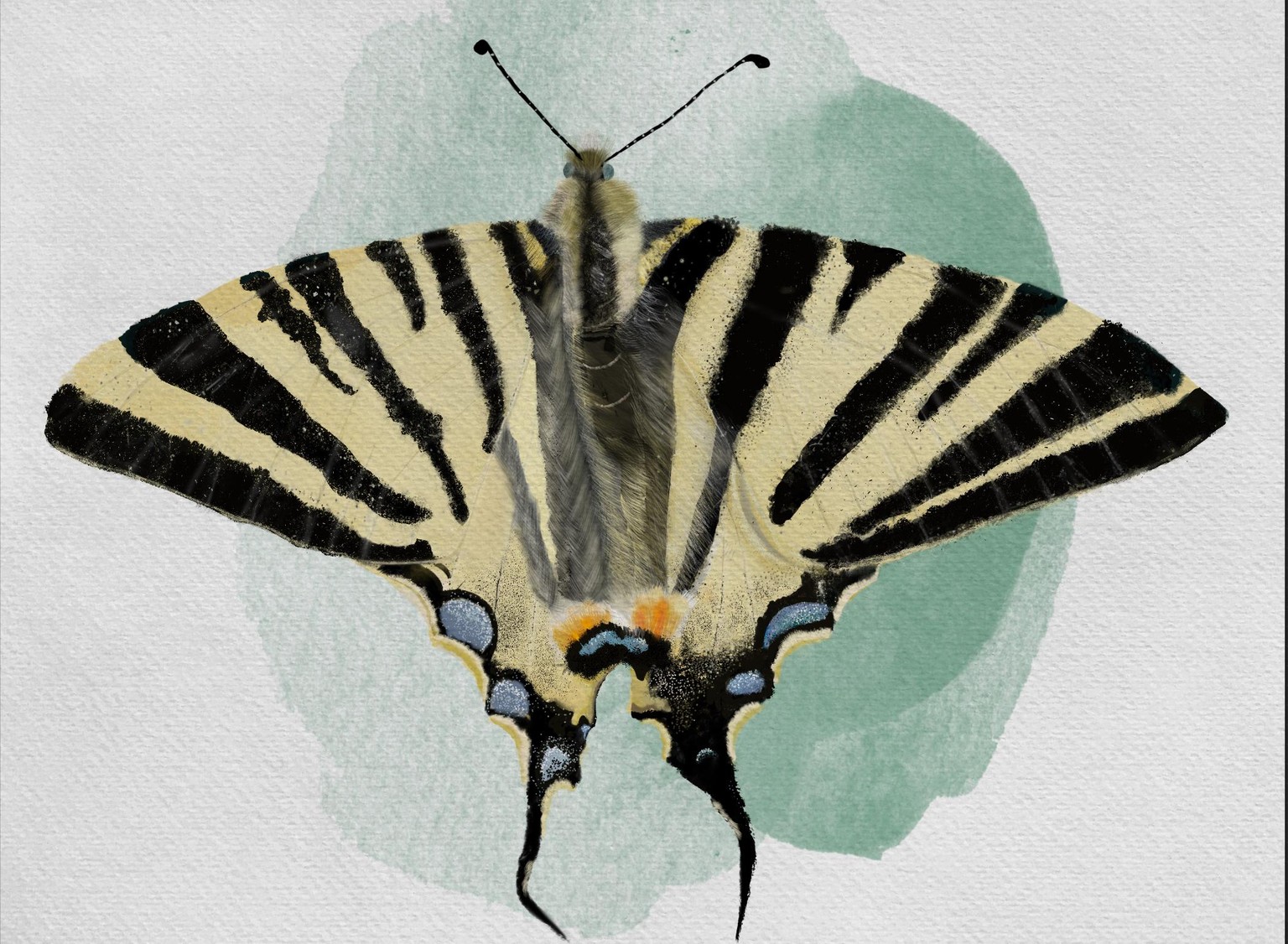 Vanessa cardui/I. podalirius - image 2 - student project