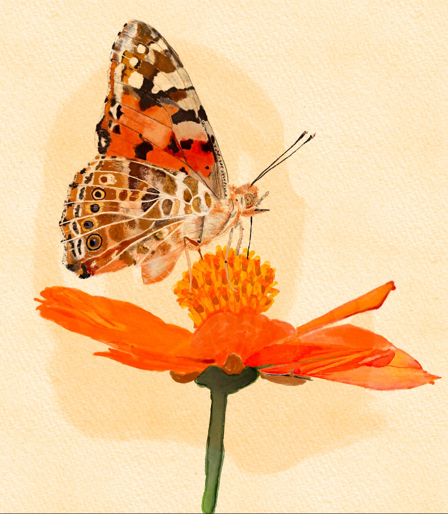 Vanessa cardui/I. podalirius - image 1 - student project