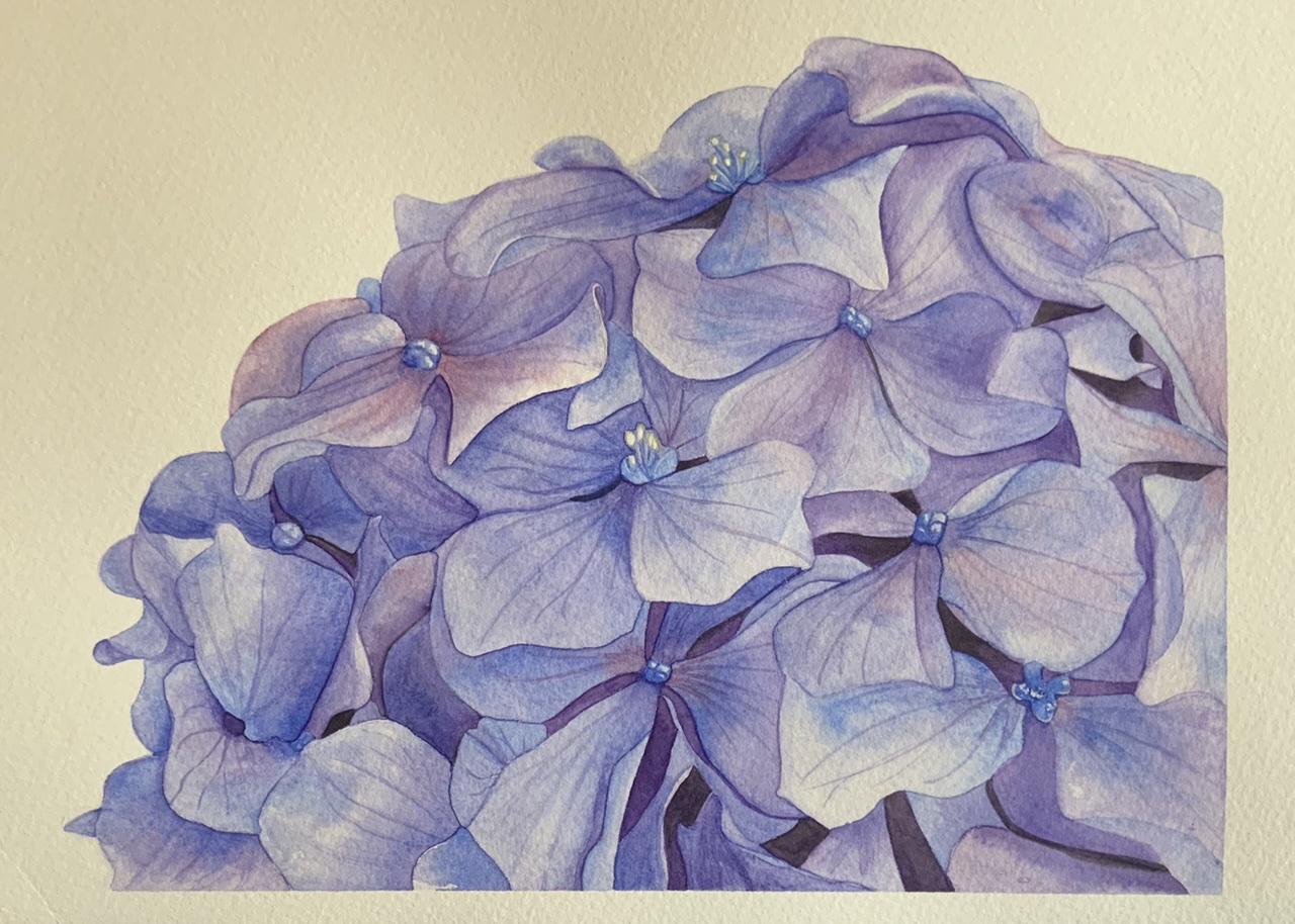 Hydrangea - image 1 - student project