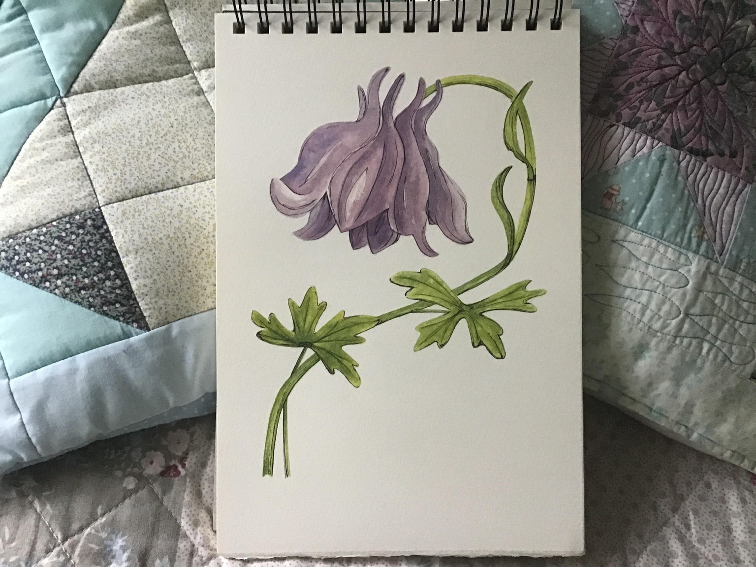 Aquilegia - image 1 - student project